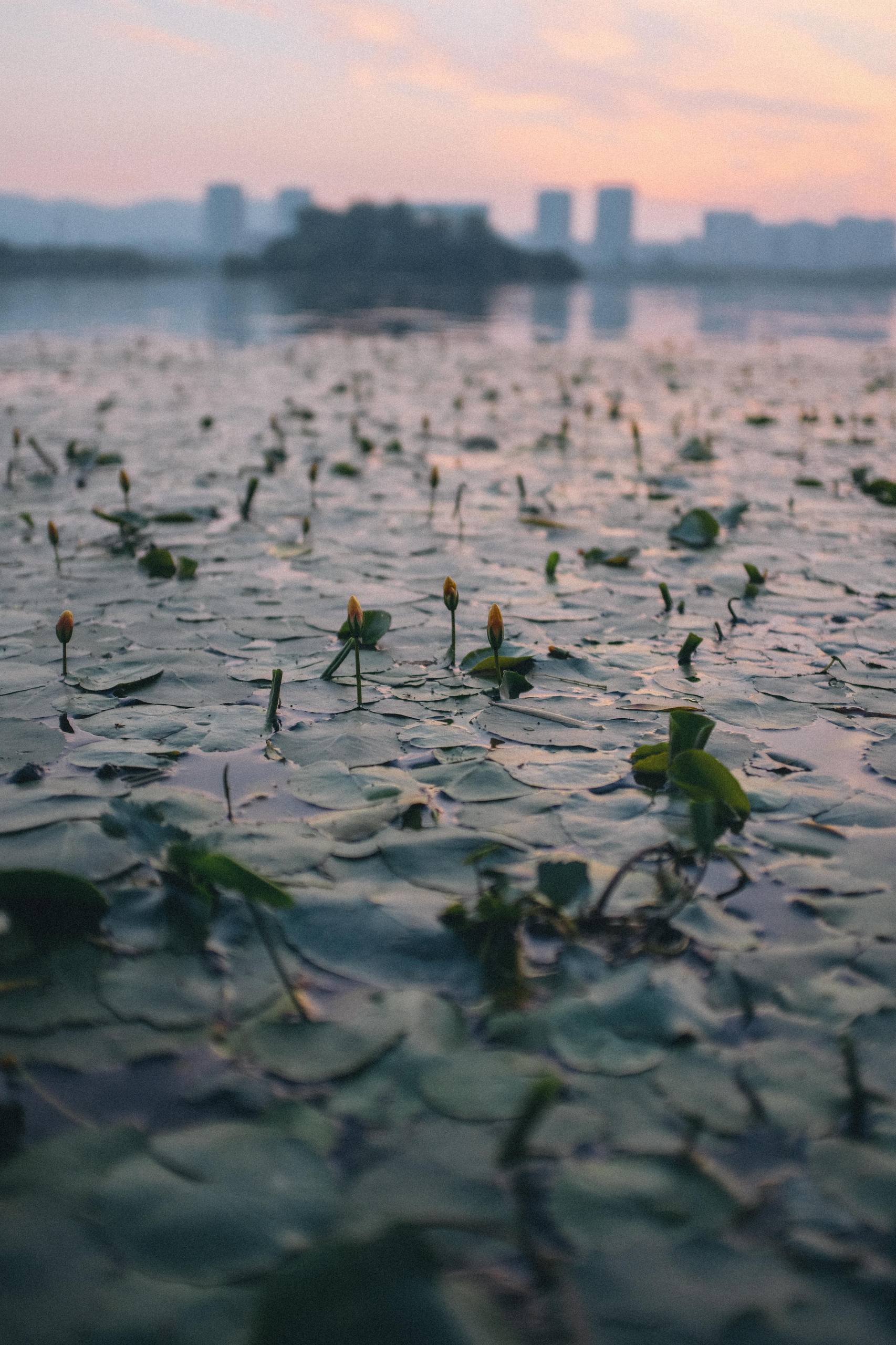 下雨小草发芽的壁纸壁纸预览