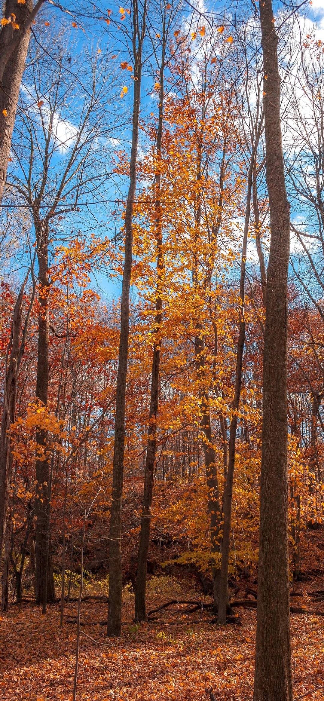 兰天白云草地壁纸图片壁纸预览