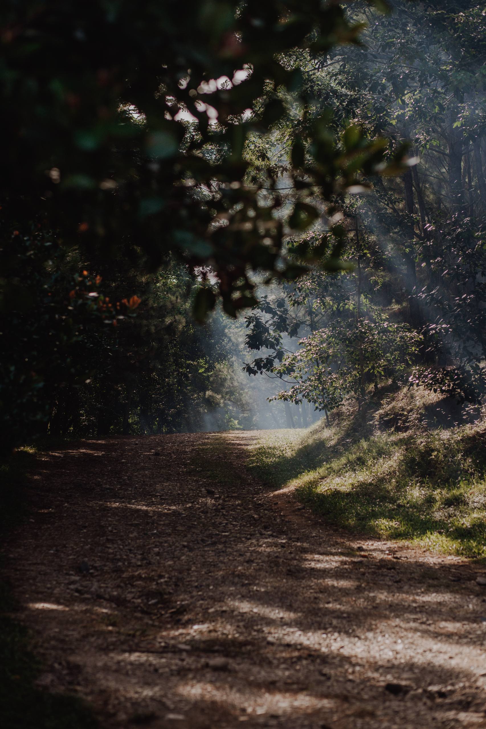 小草花壁纸壁纸预览