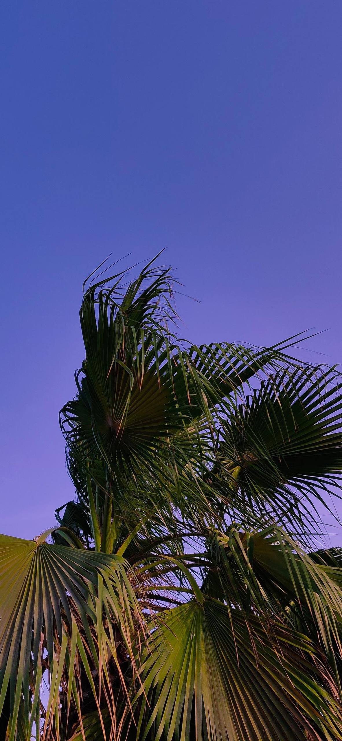 清晨朝阳草地壁纸高清壁纸预览