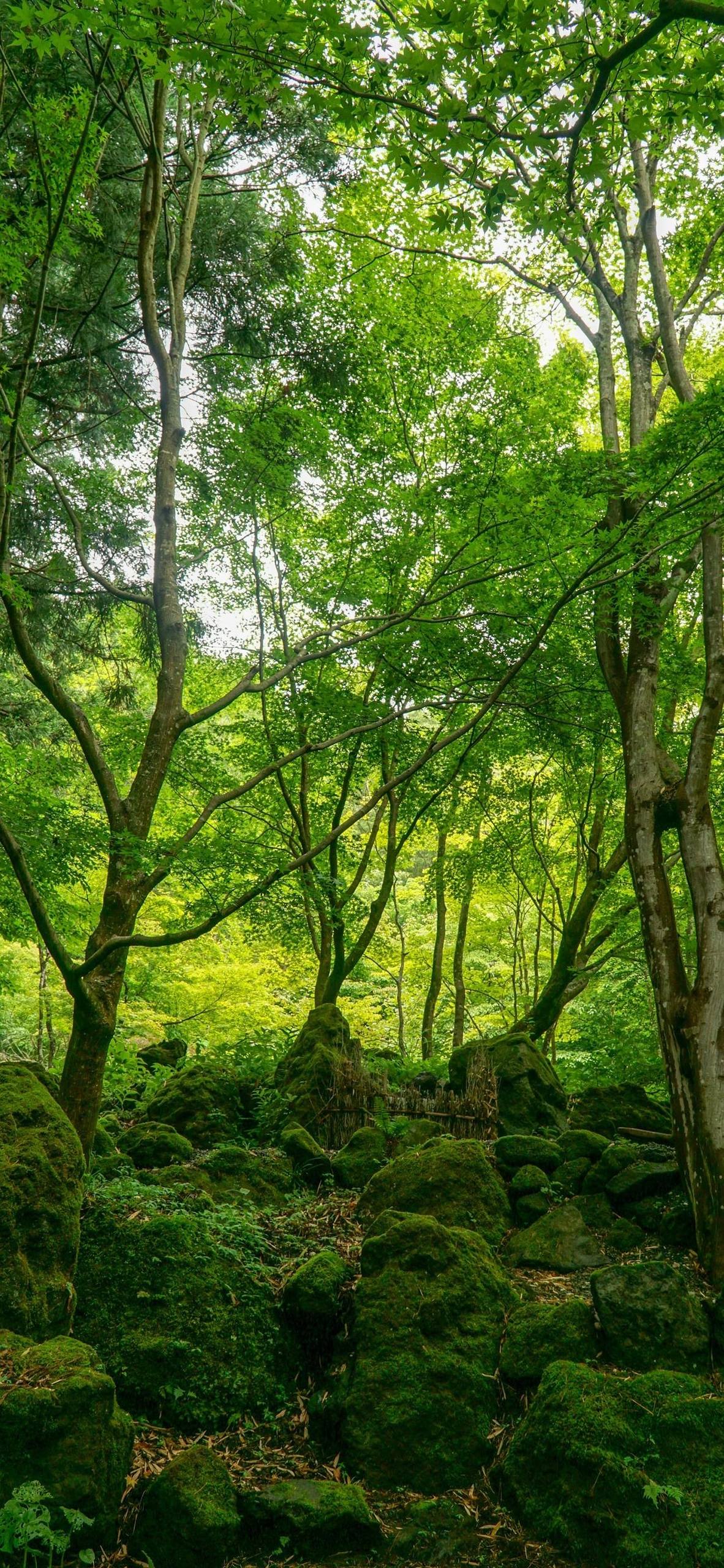 电脑自带背景草地壁纸壁纸预览