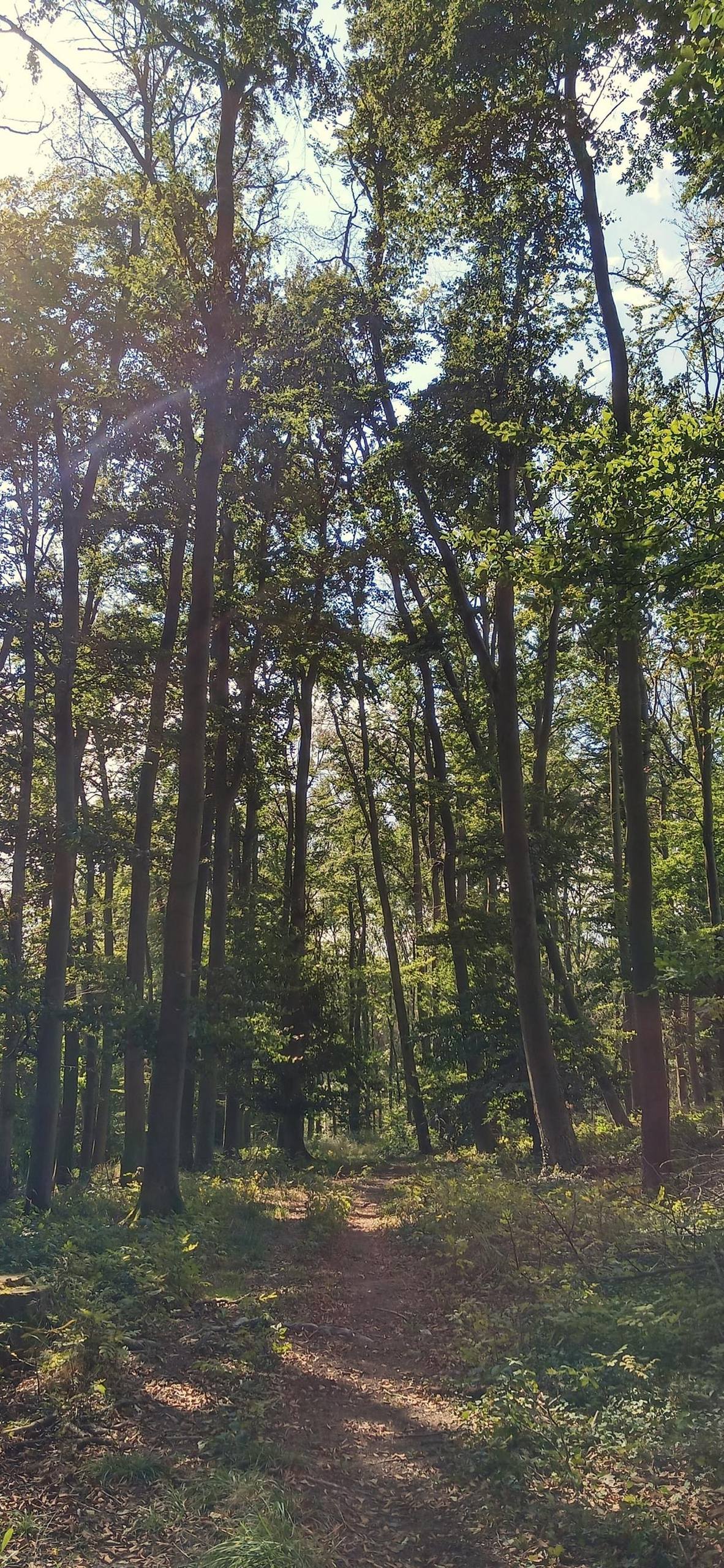 电脑草地蓝天高清壁纸壁纸预览