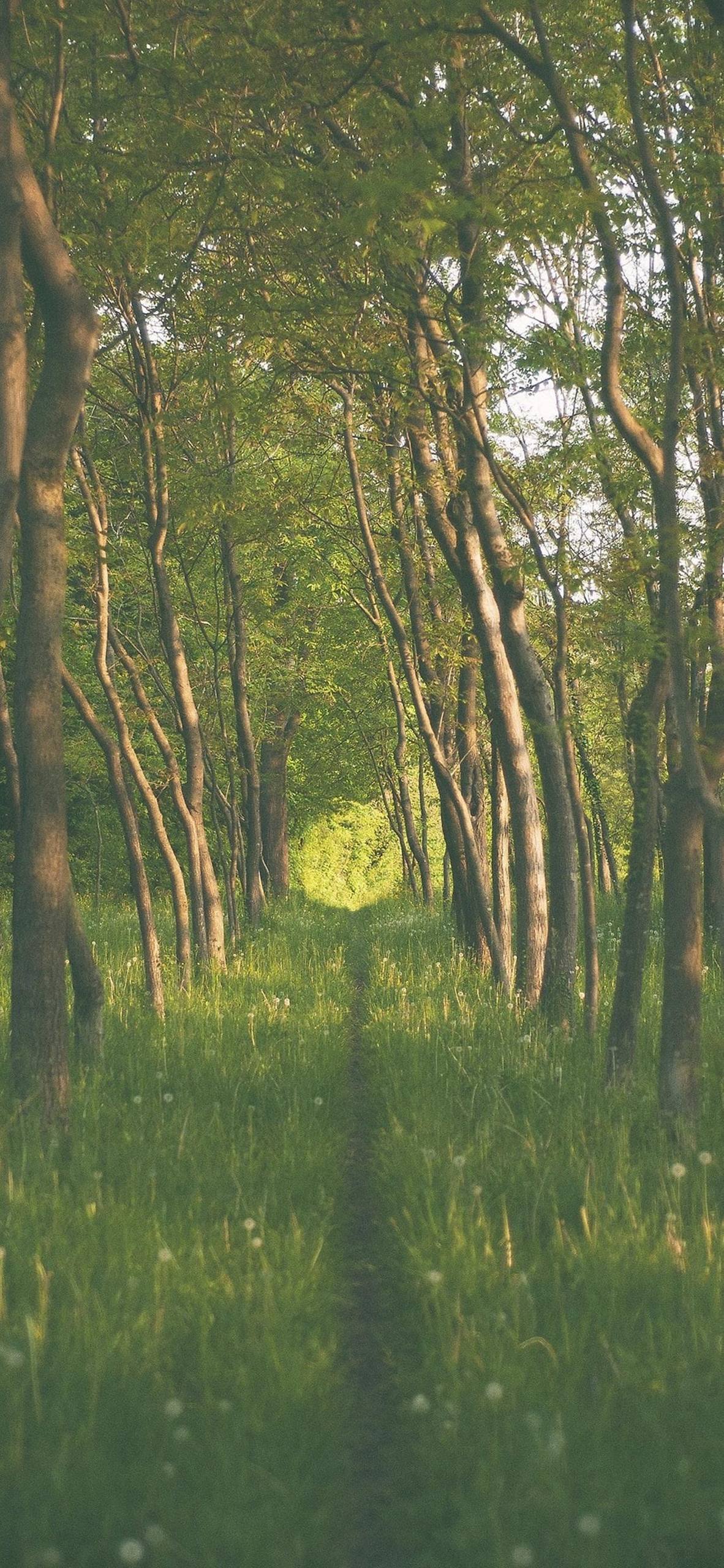 电脑青草壁纸壁纸预览