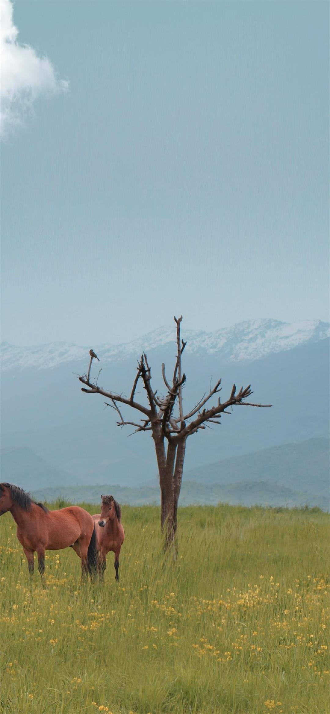 红色阳光草地壁纸壁纸预览