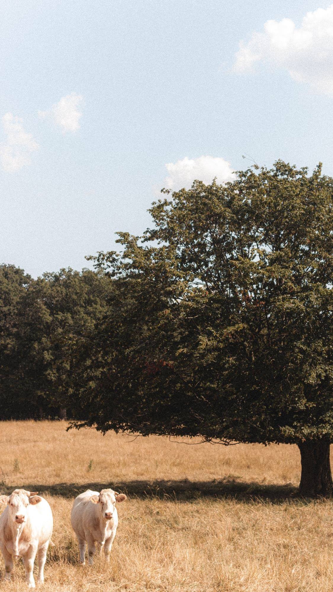 野草地壁纸壁纸预览