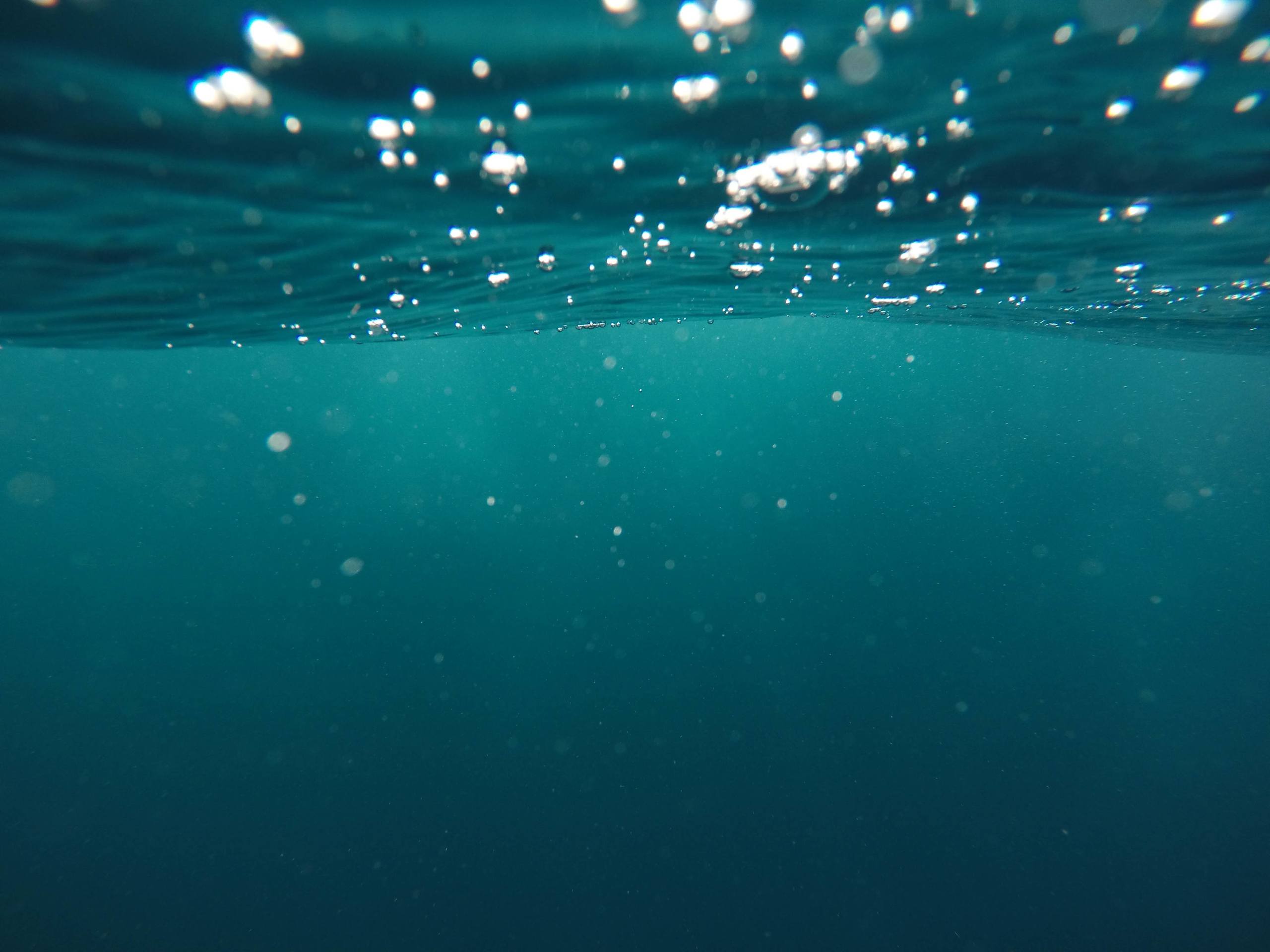 海鸥大海手机壁纸壁纸预览