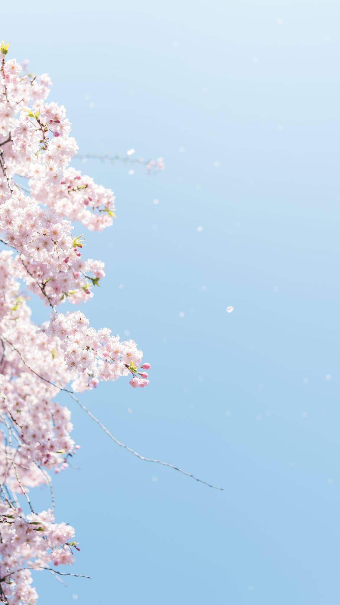 2020花朵背景壁纸壁纸预览