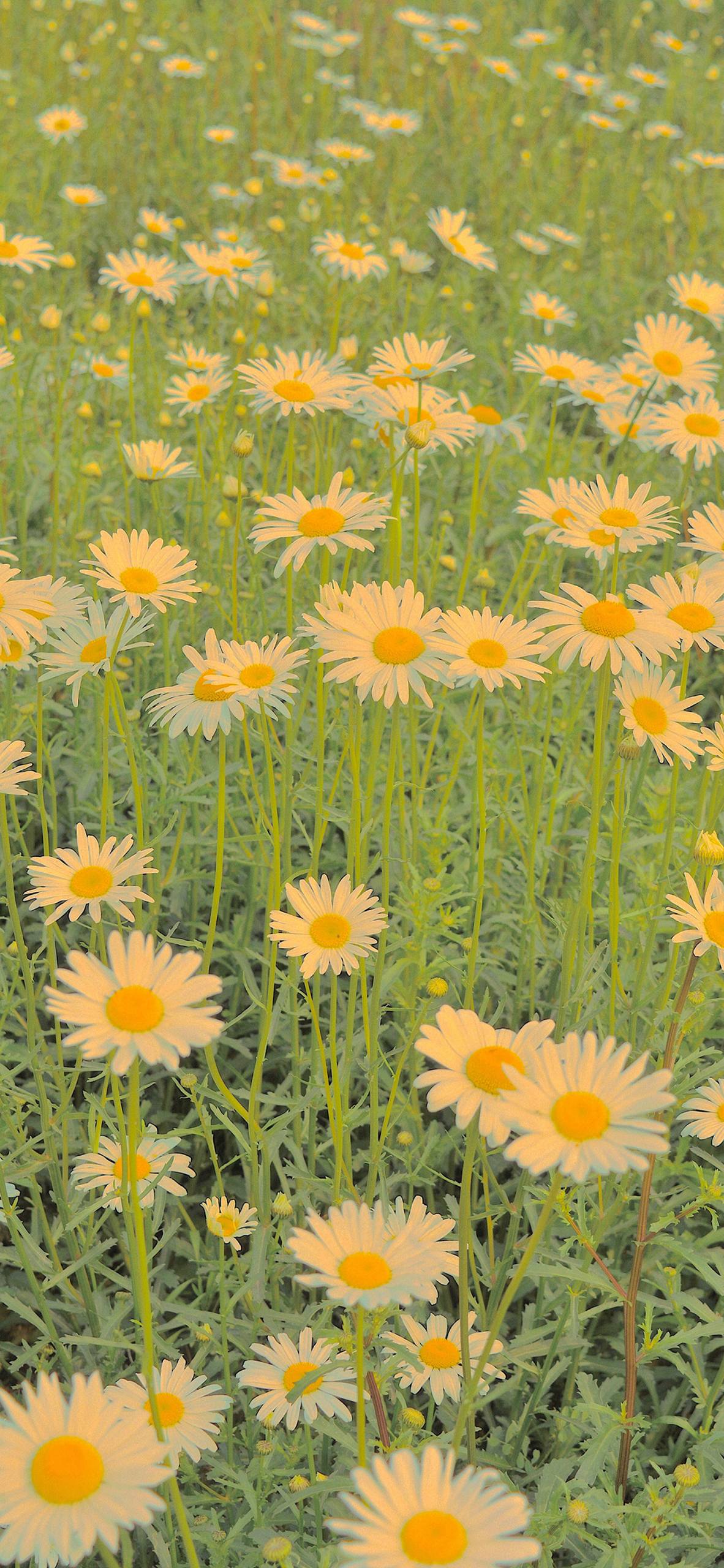 4k超清花朵平铺壁纸壁纸预览