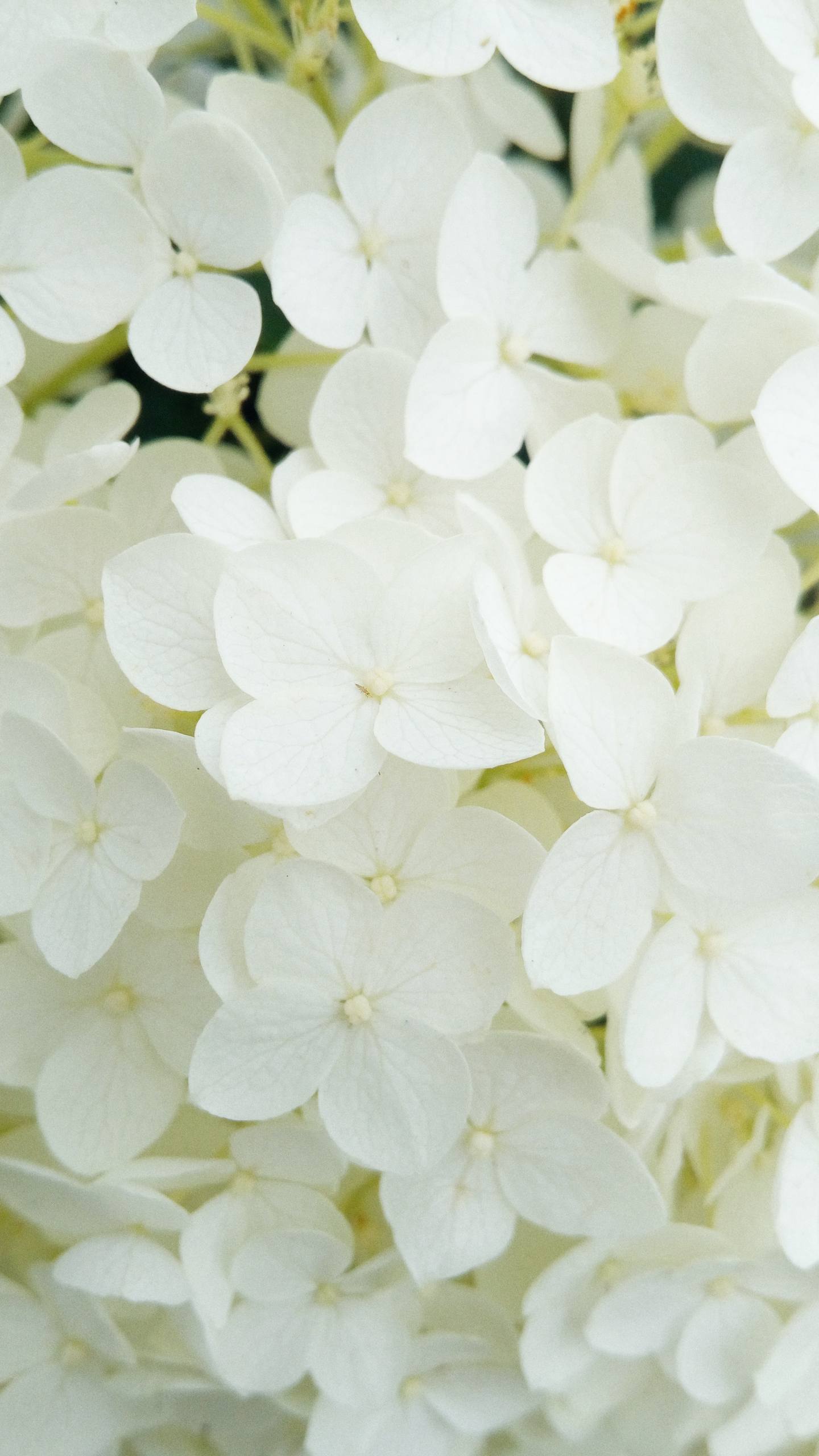 ios9花朵壁纸壁纸预览