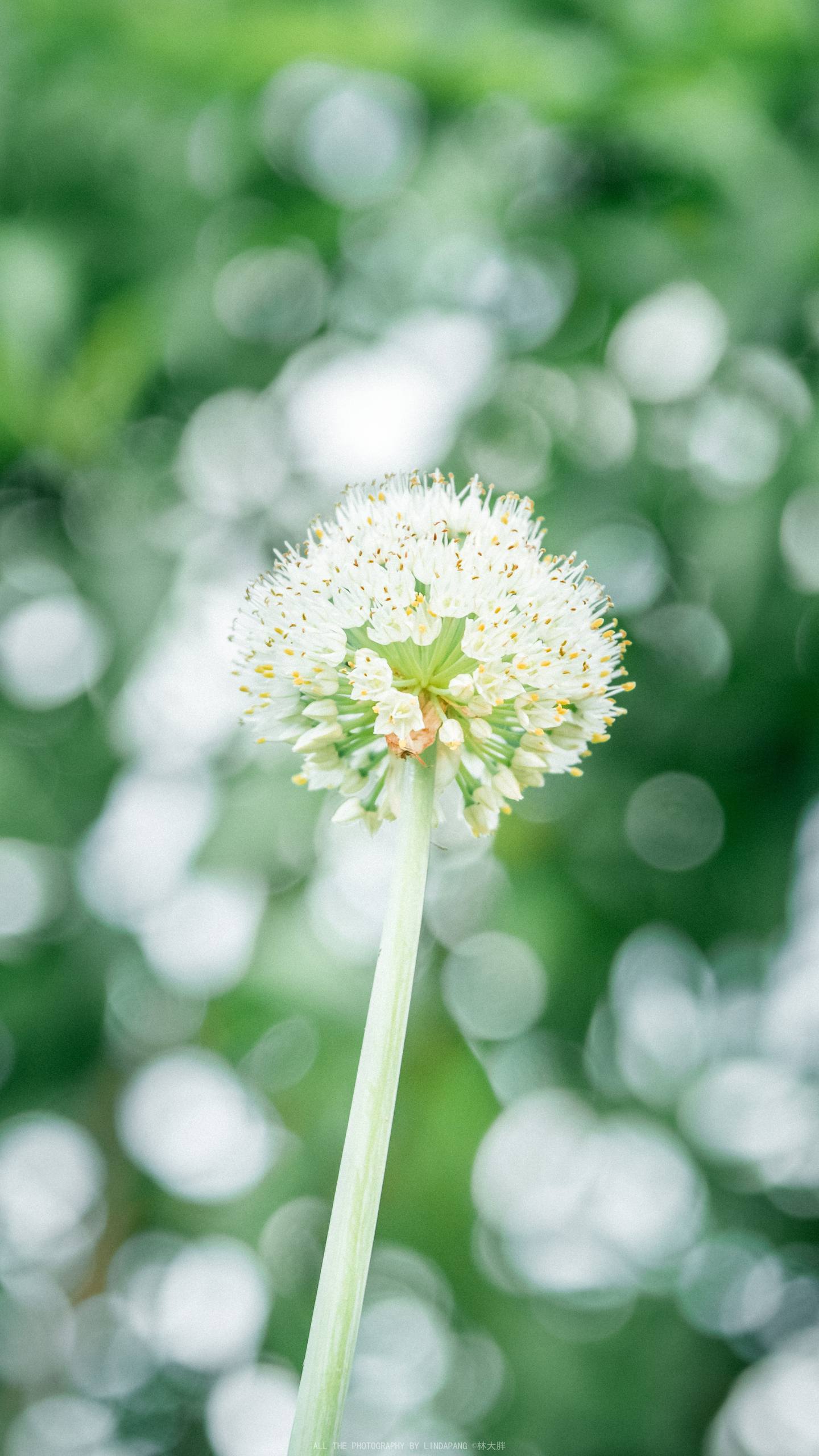 opple花朵壁纸壁纸预览