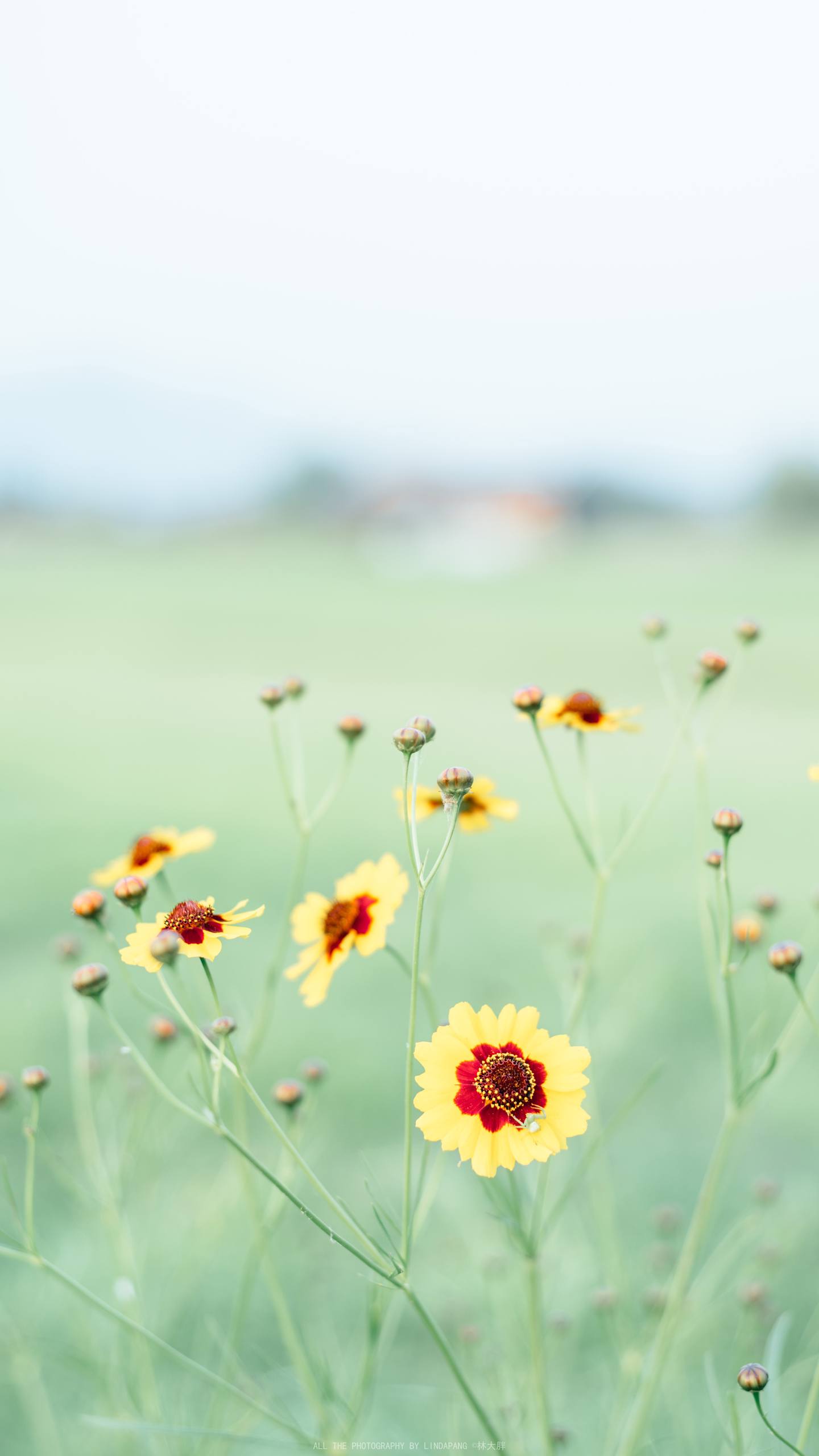 三朵小花朵壁纸高清壁纸预览