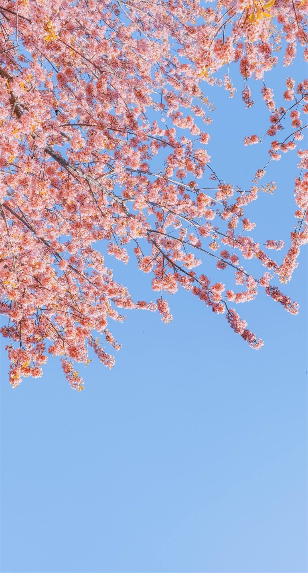 下载好看的花朵壁纸壁纸预览