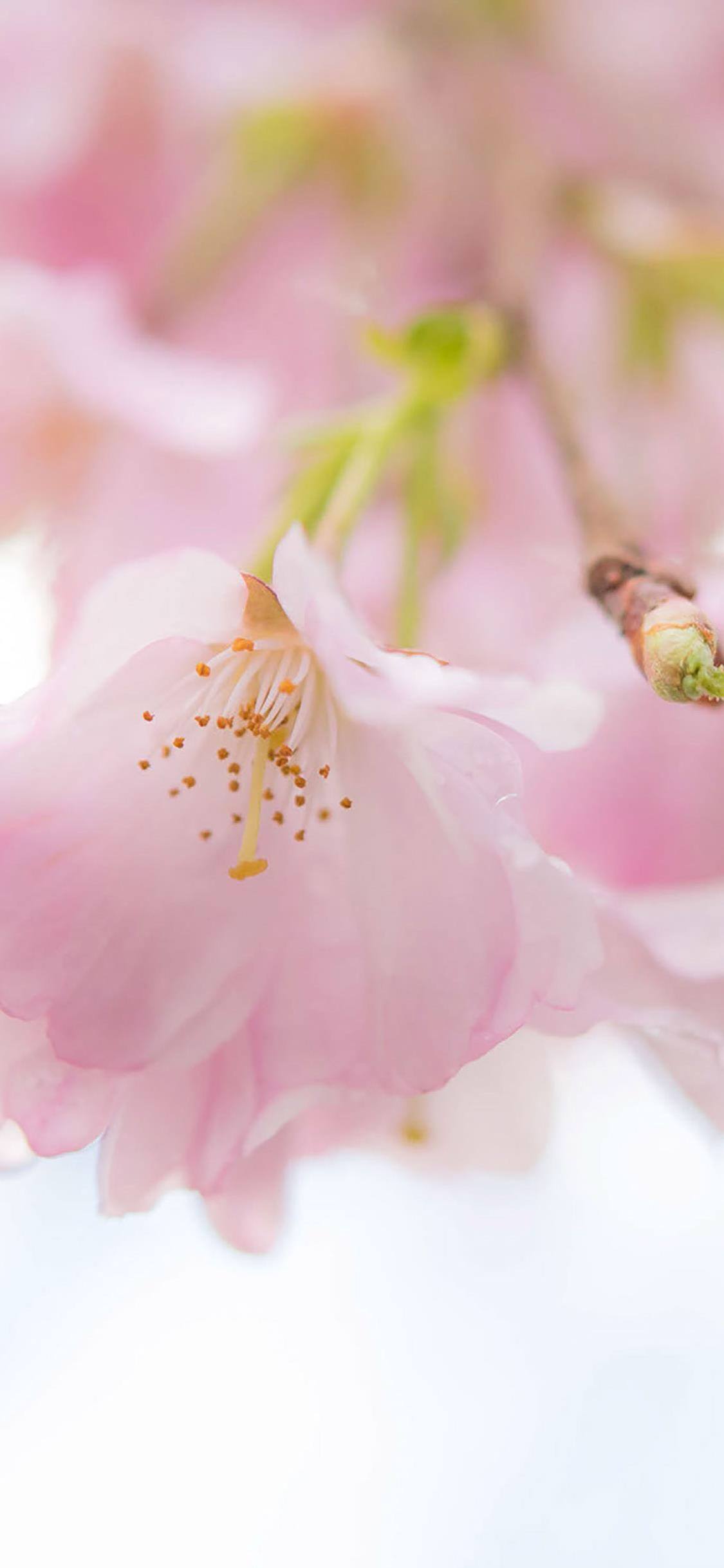 下载花朵桌面壁纸壁纸预览