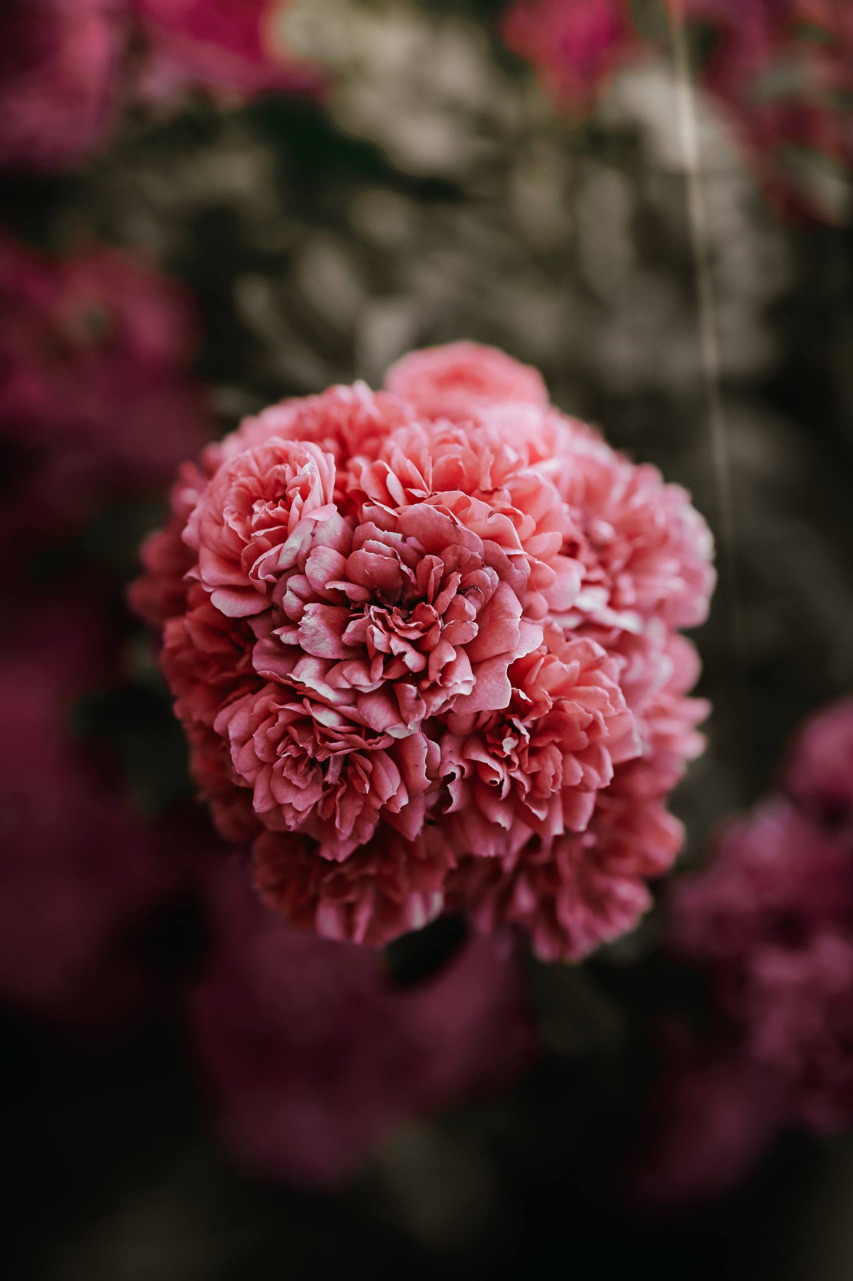 不灭忍花朵壁纸壁纸预览