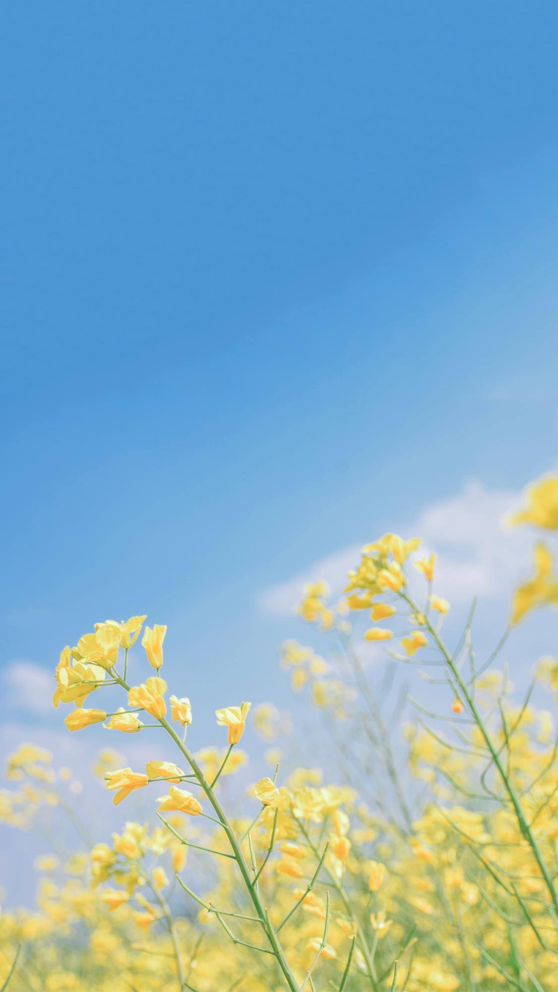 不织布花朵壁纸干净高级壁纸预览