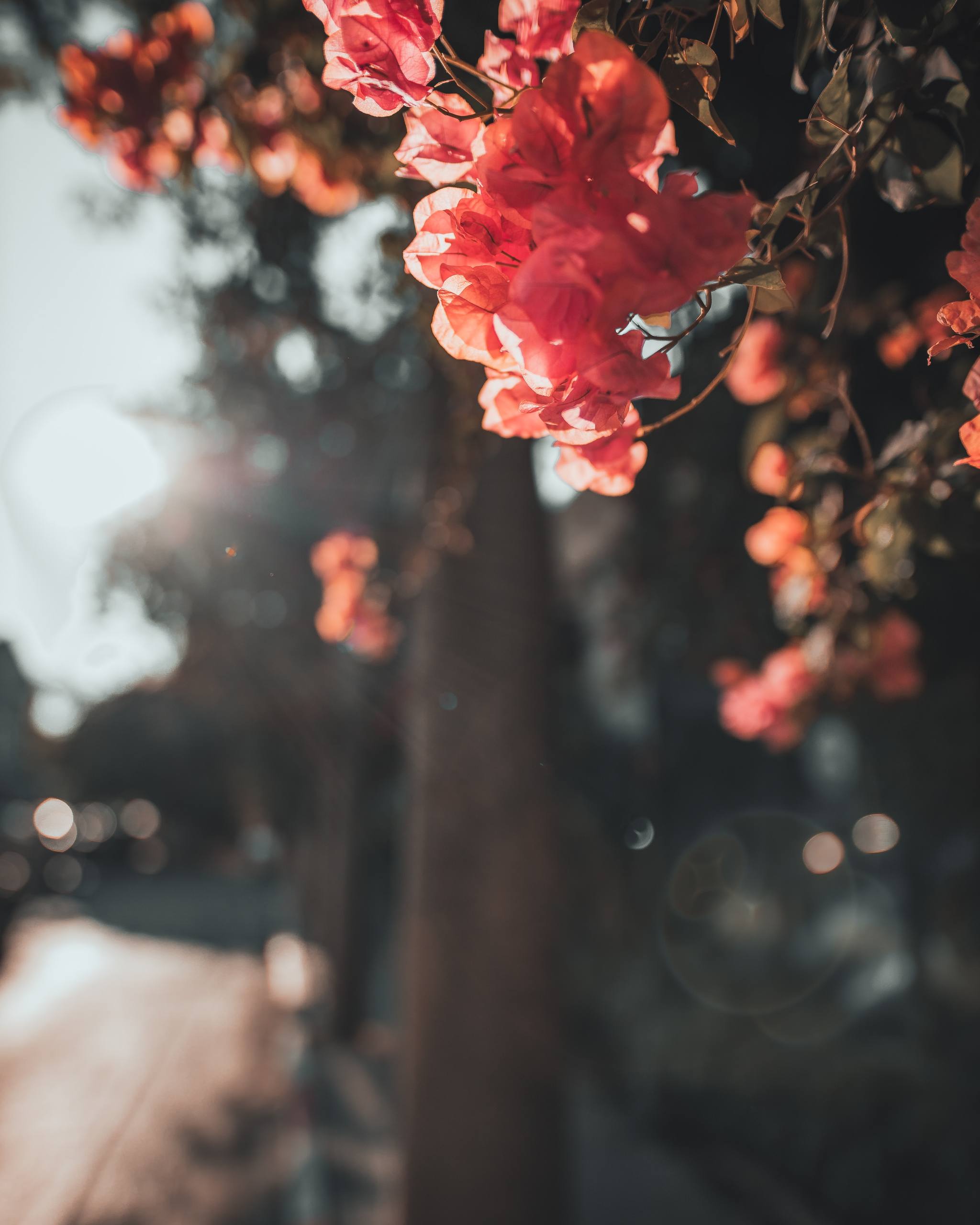 世间女性花朵壁纸壁纸预览