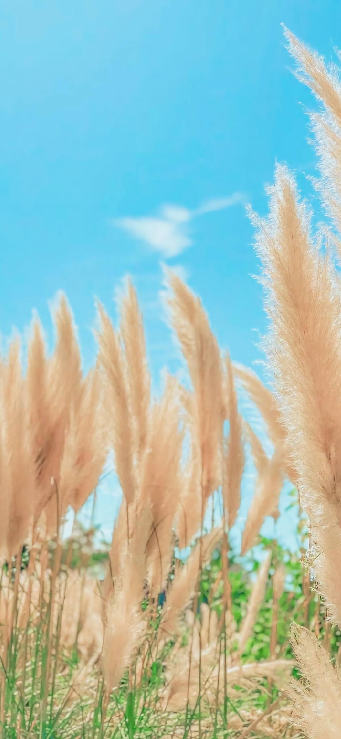 中国风高清壁纸花朵壁纸预览
