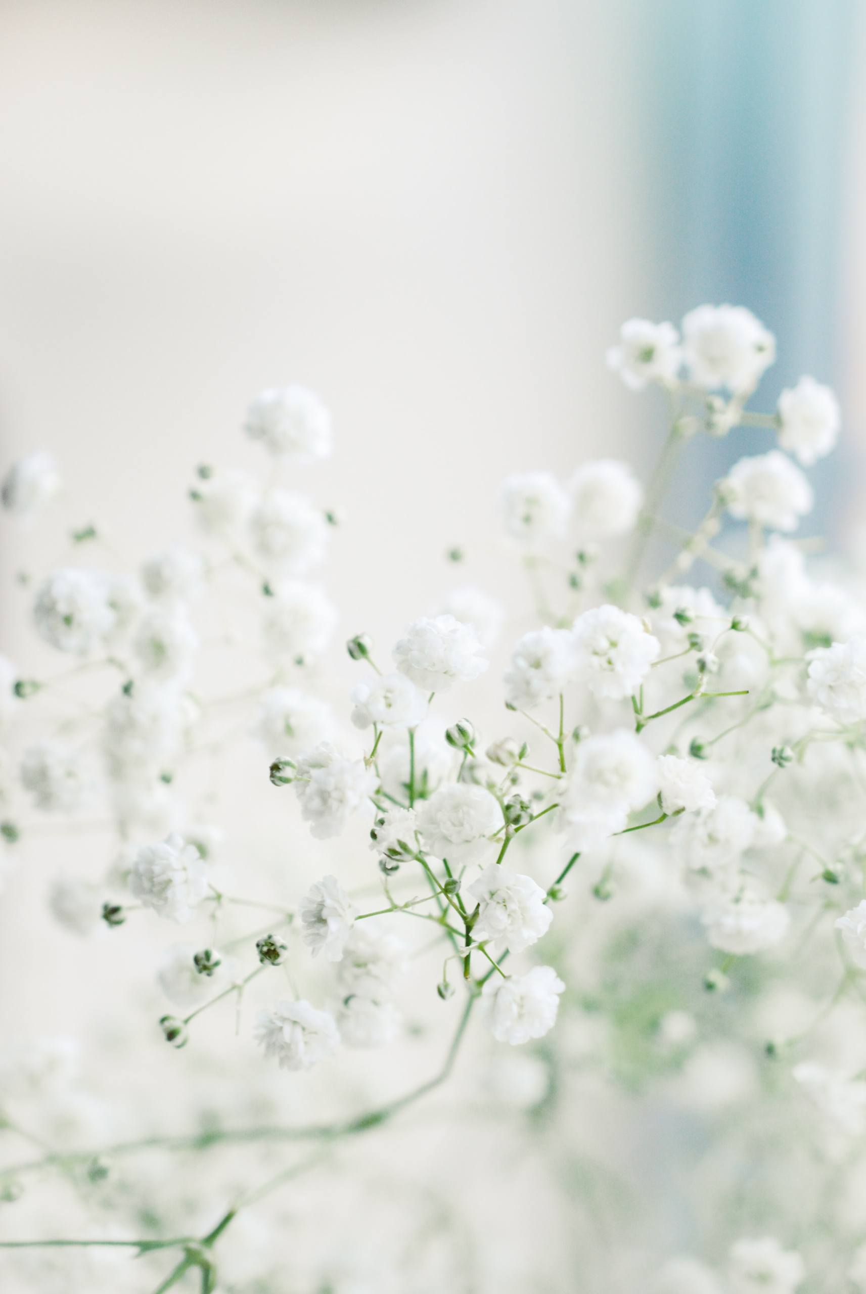 中年女人花朵壁纸壁纸预览