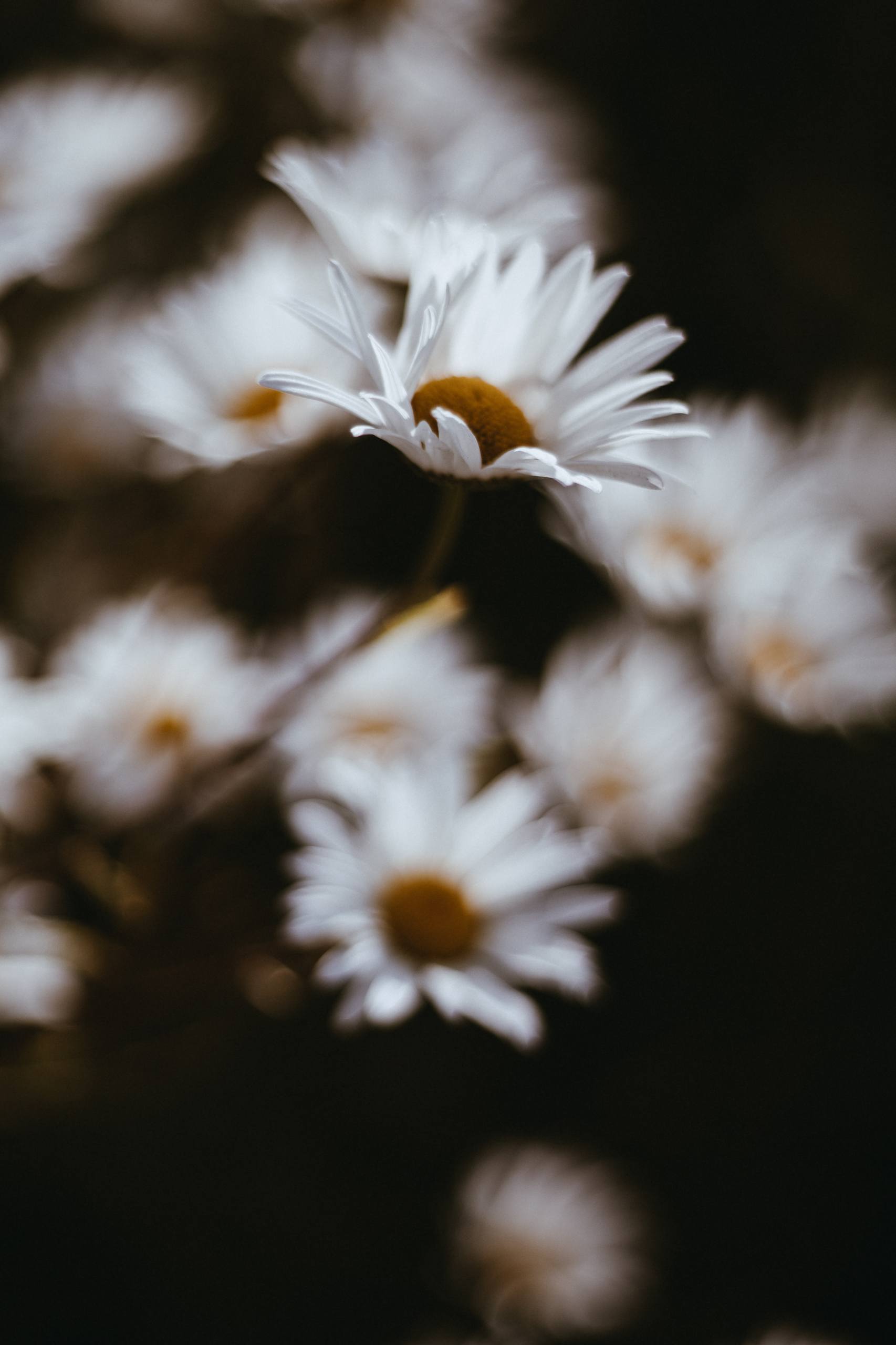 中式花朵壁纸图片简约壁纸预览