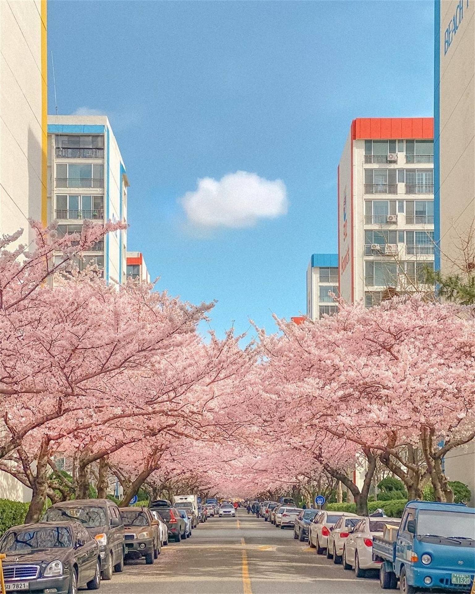 九宫格花朵拼图壁纸下载壁纸预览