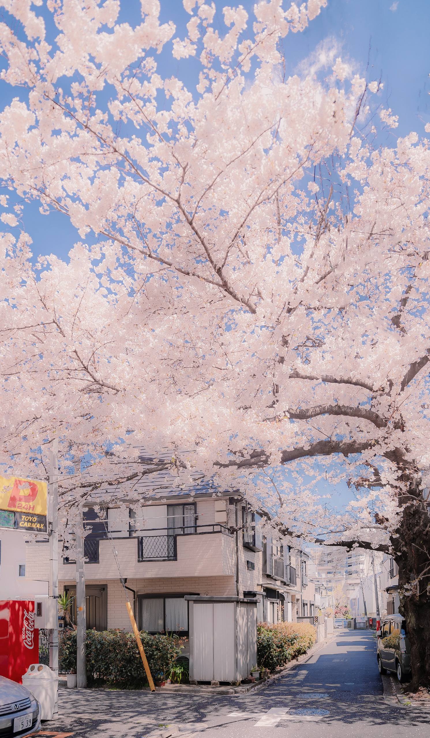 书本和花朵壁纸壁纸预览