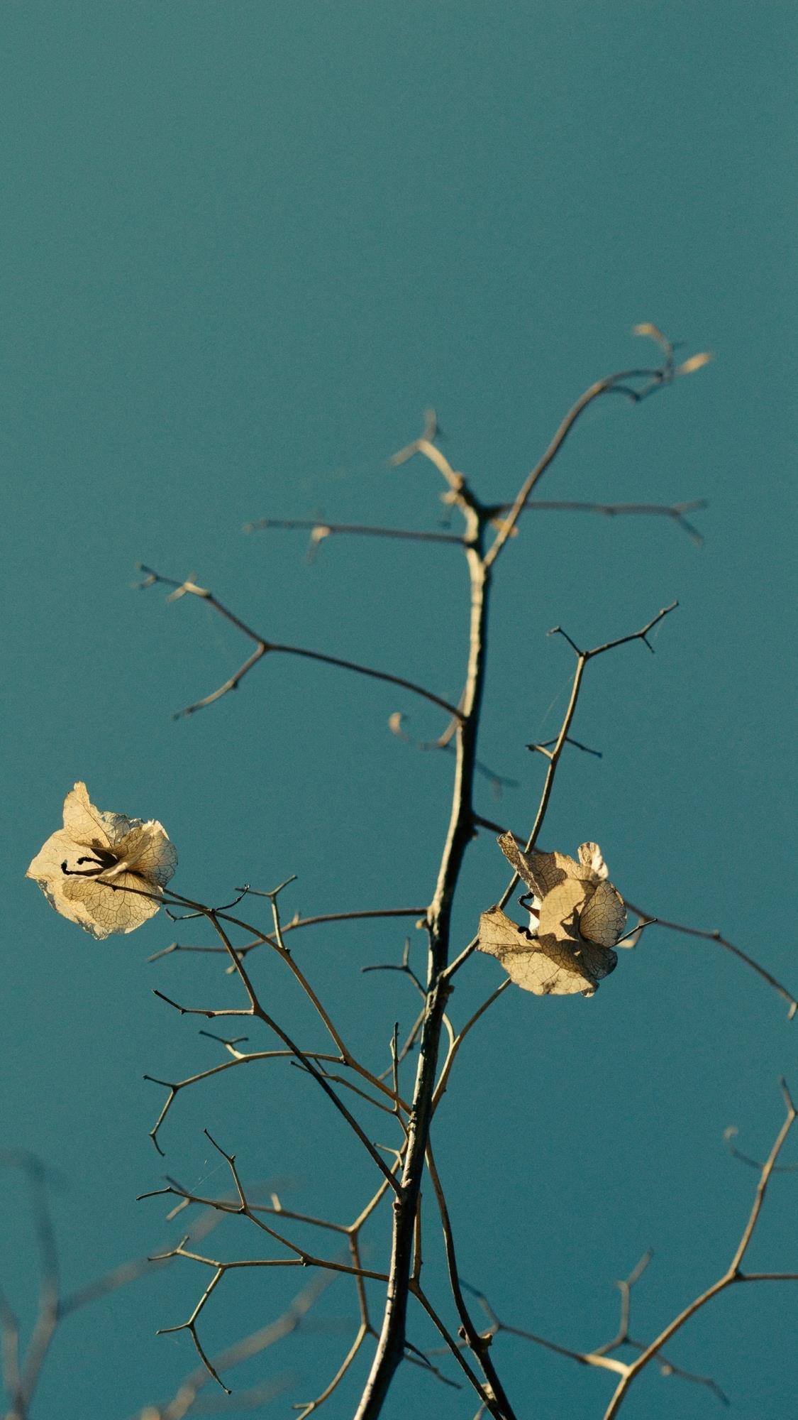 云中花朵油画壁纸竖屏壁纸预览