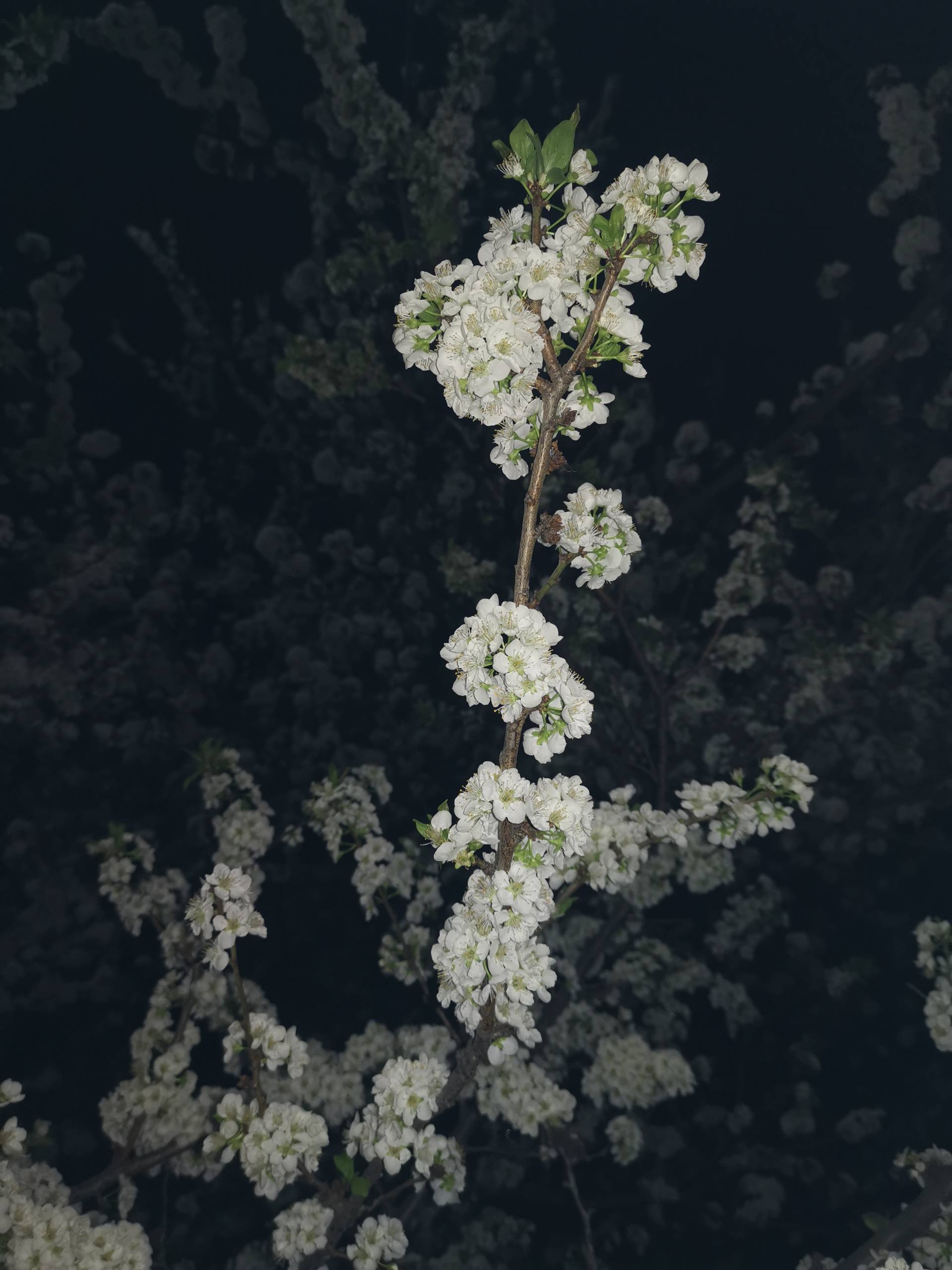 五彩笑脸花朵图片高清壁纸壁纸预览