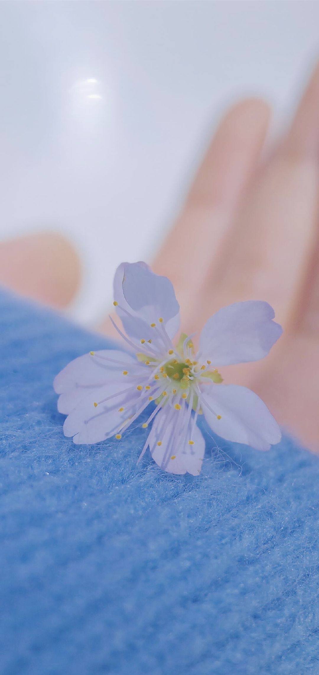 亮丽花朵的壁纸图片壁纸预览