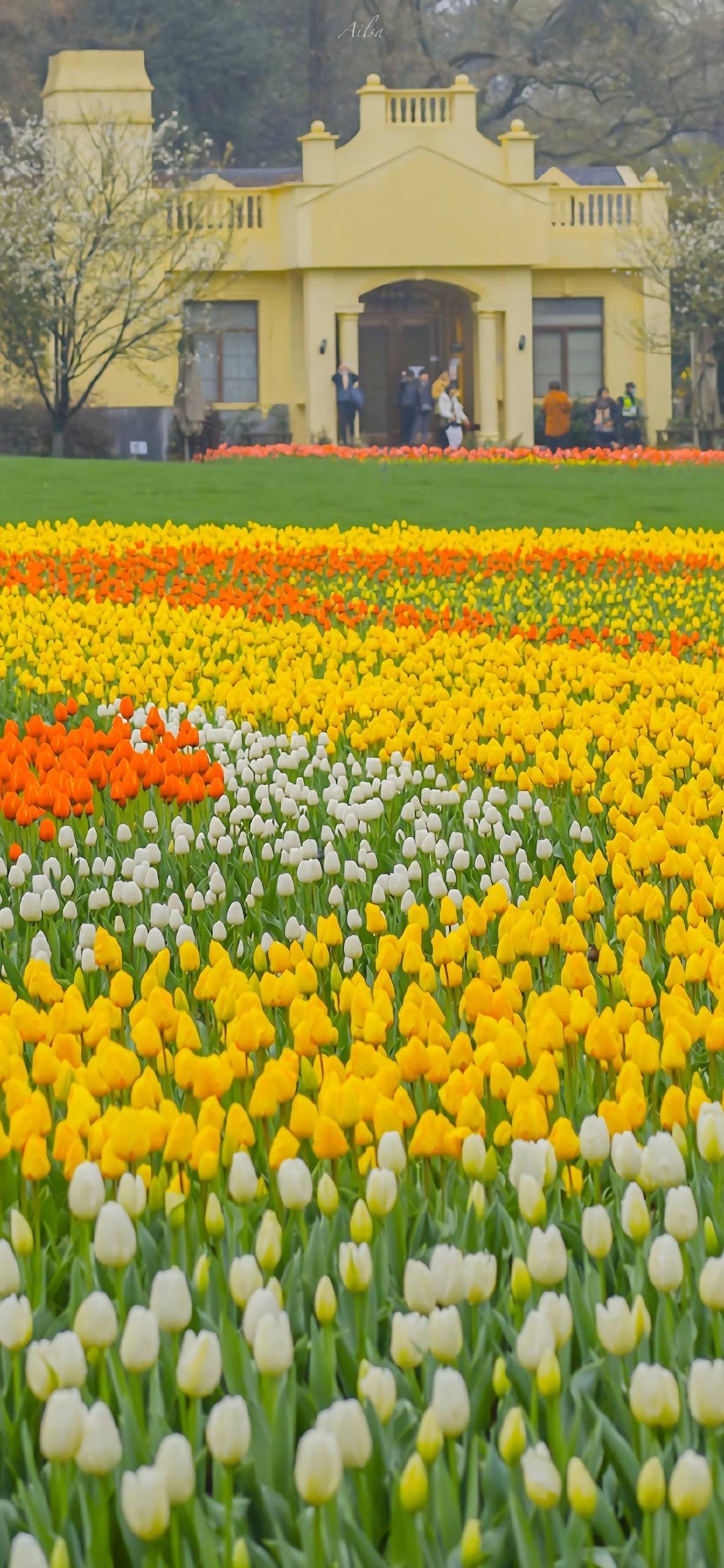仙气彩绘花朵图片高清壁纸壁纸预览