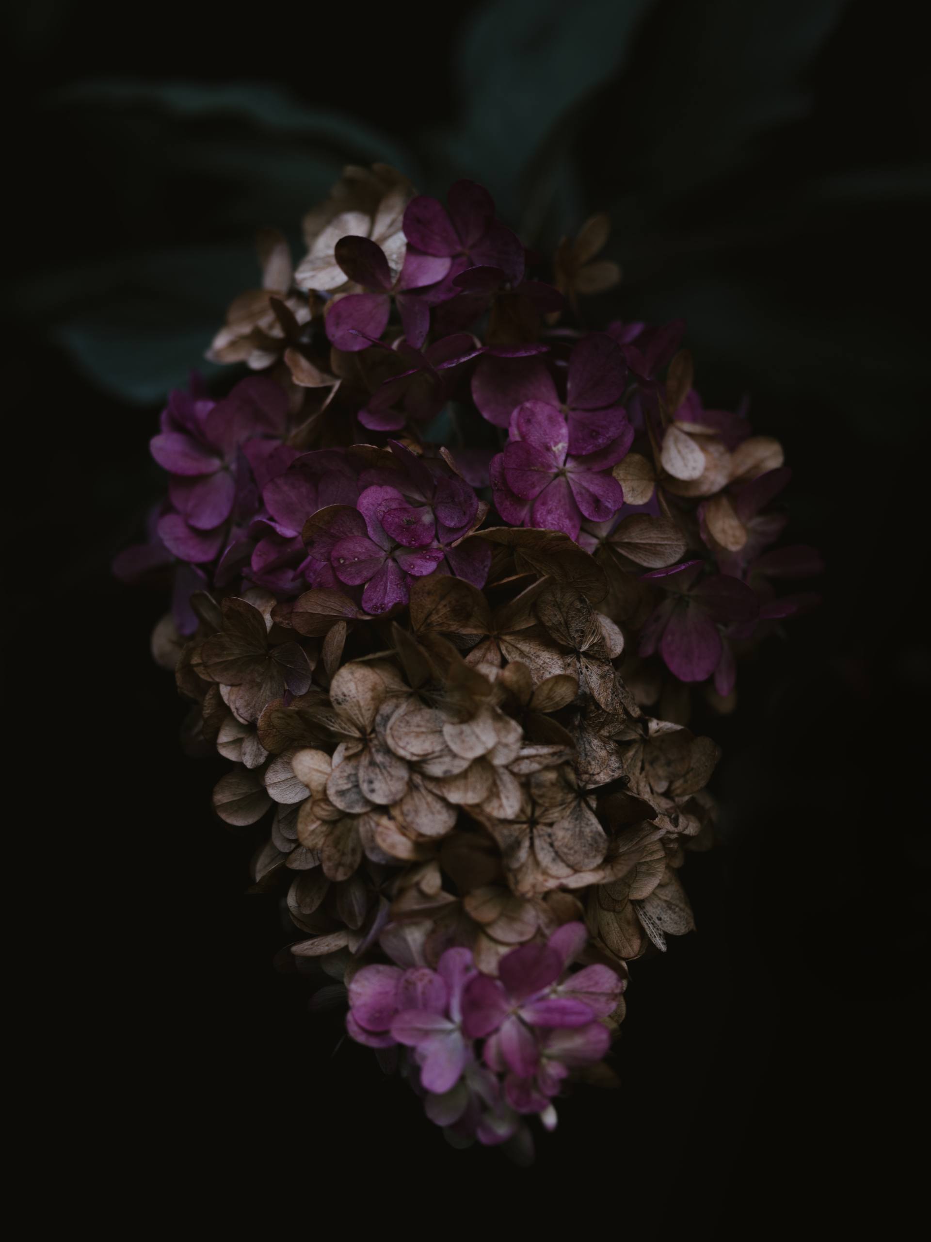 伤感图片花朵壁纸高清女壁纸预览
