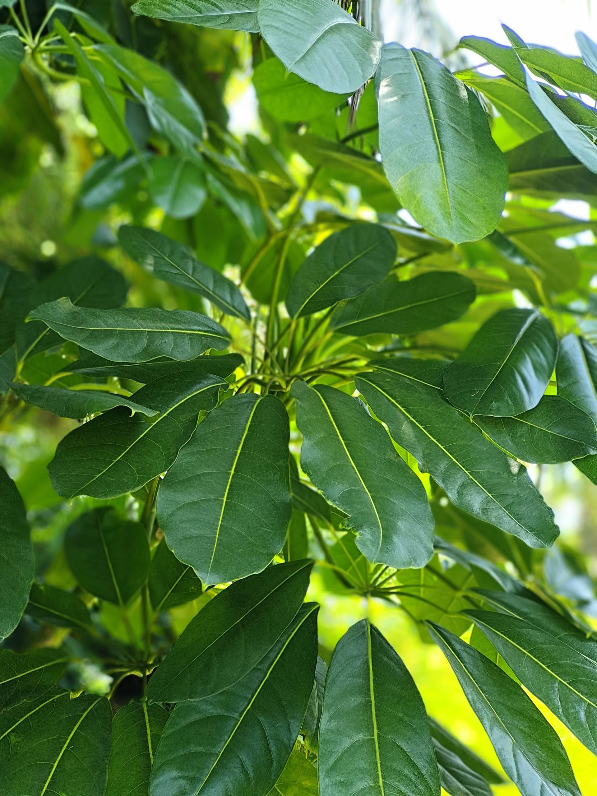 伤感文案花朵图片壁纸壁纸预览