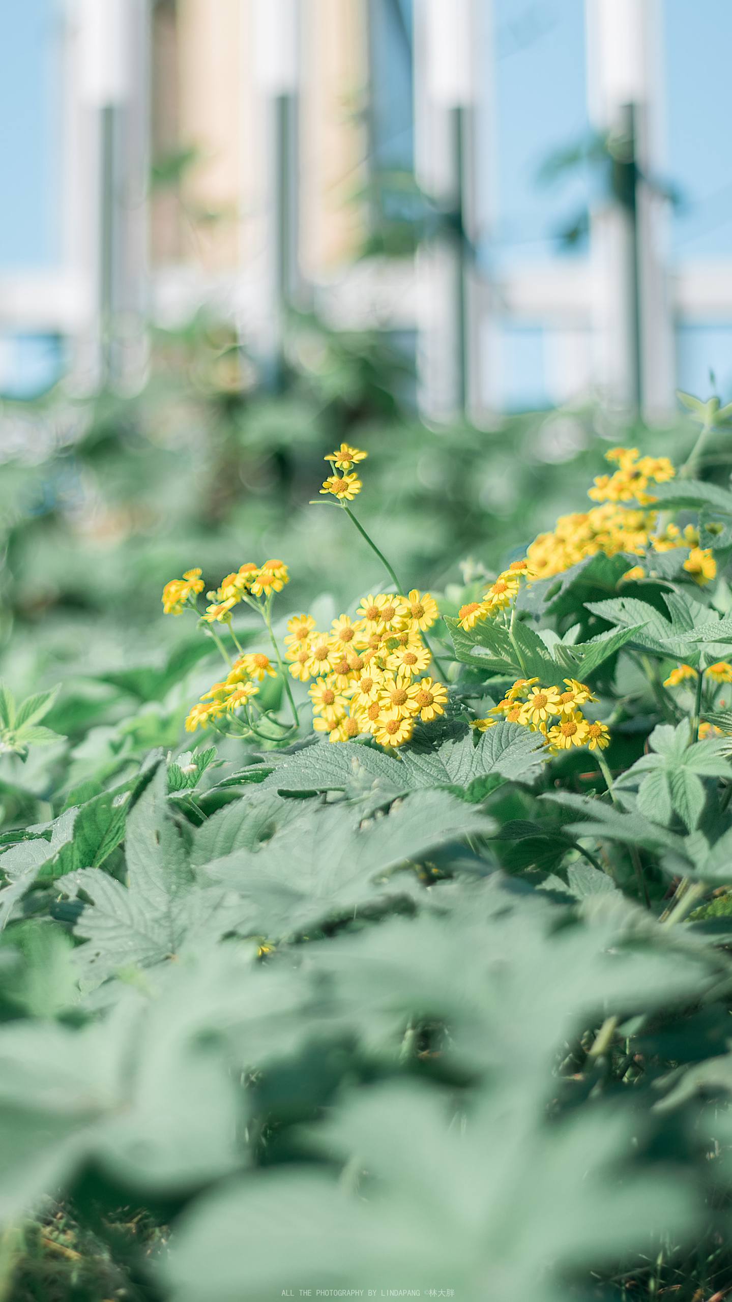 倒挂花朵壁纸图片大全高清壁纸预览