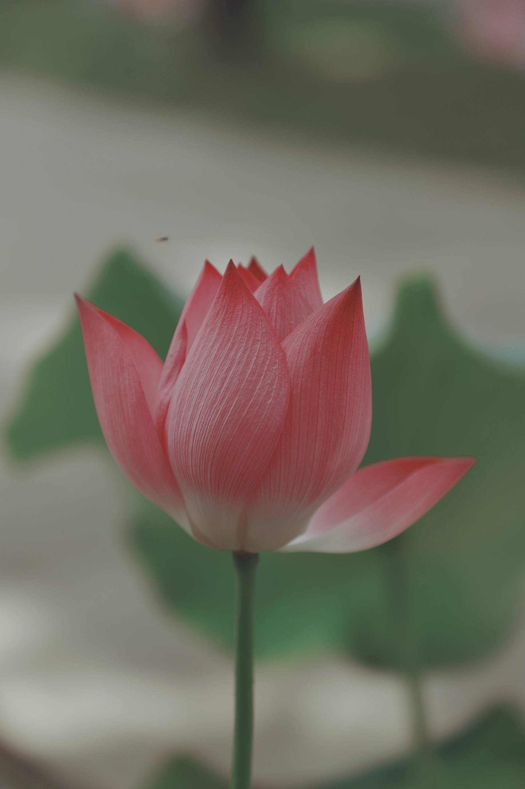 做花朵图片壁纸女生动漫壁纸预览