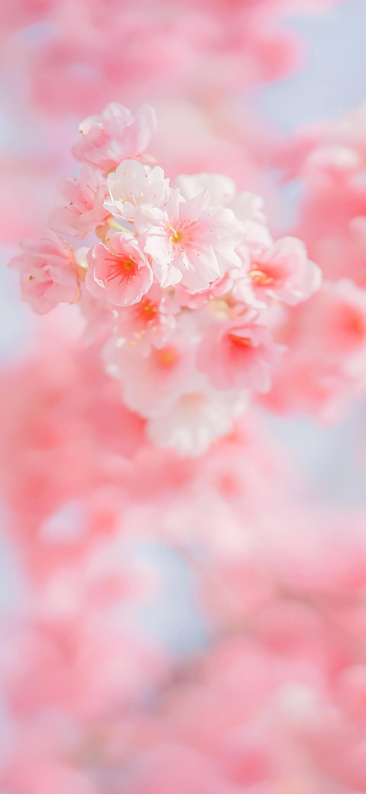 免费壁纸花朵图文壁纸预览