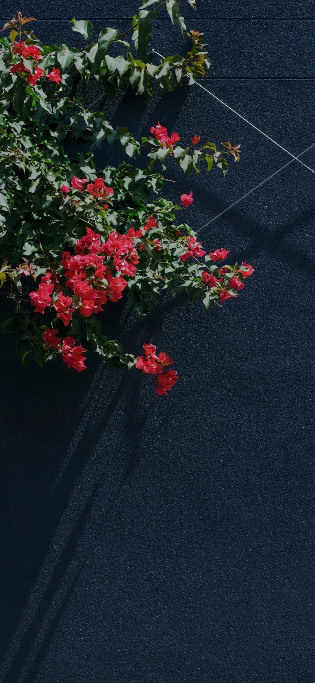 兔子花朵壁纸壁纸预览
