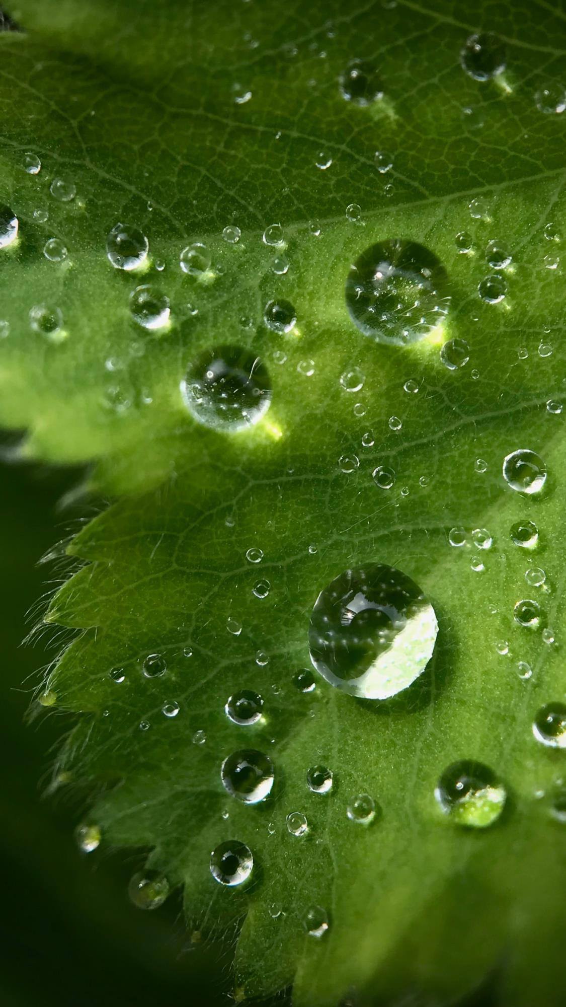 兔子花朵壁纸手绘简单壁纸预览