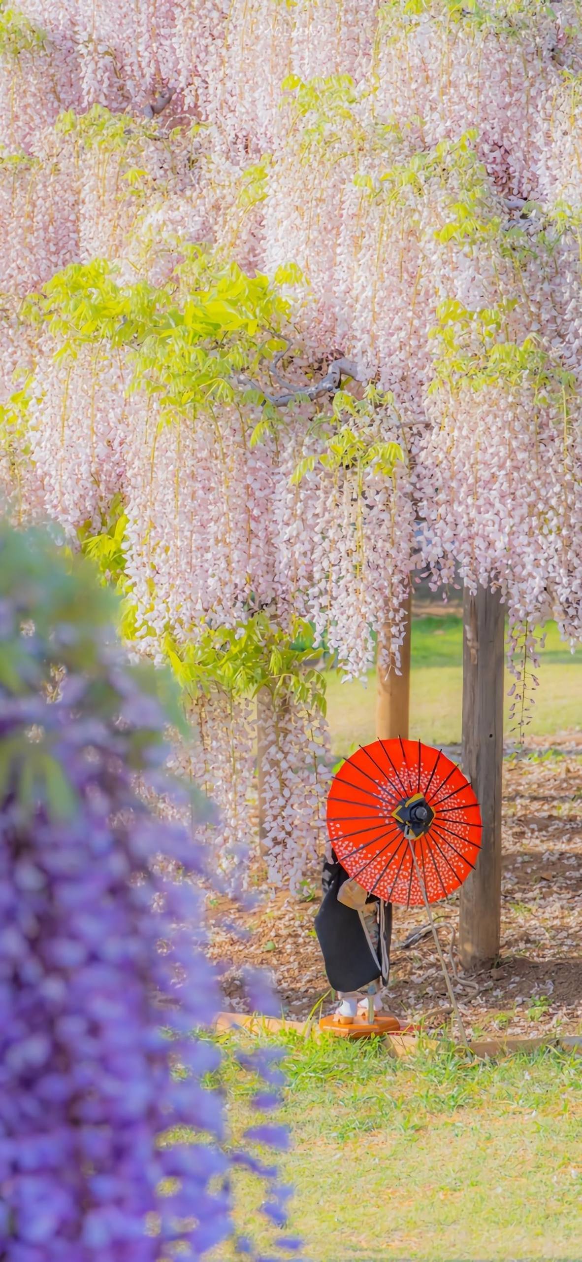 兔年壁纸花朵图片大全壁纸预览