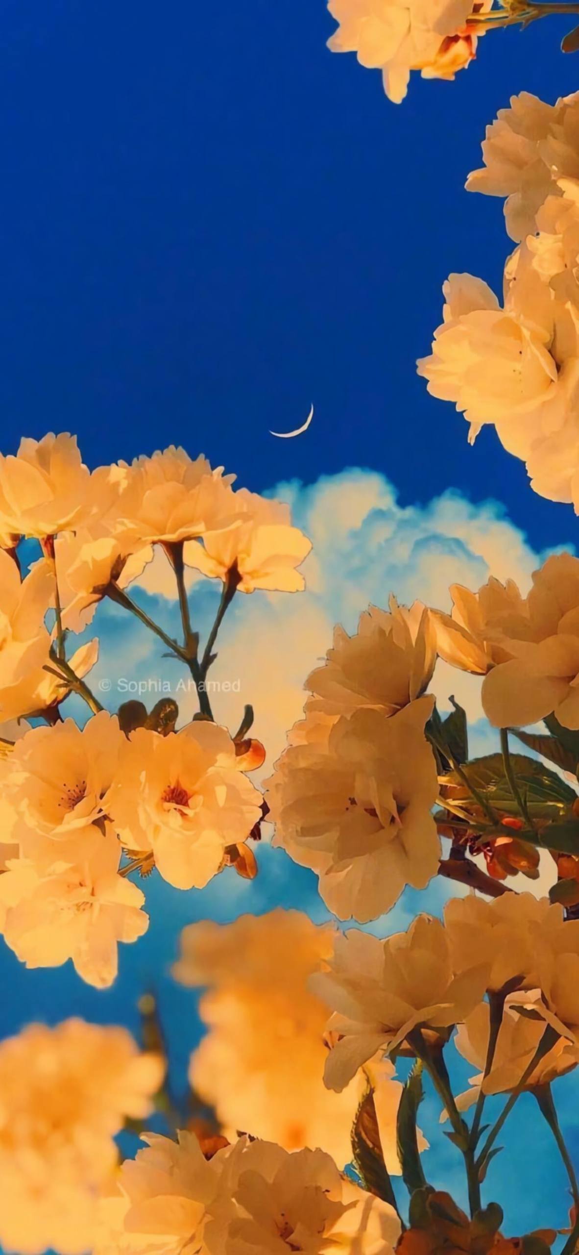 冬天里的花朵壁纸壁纸预览