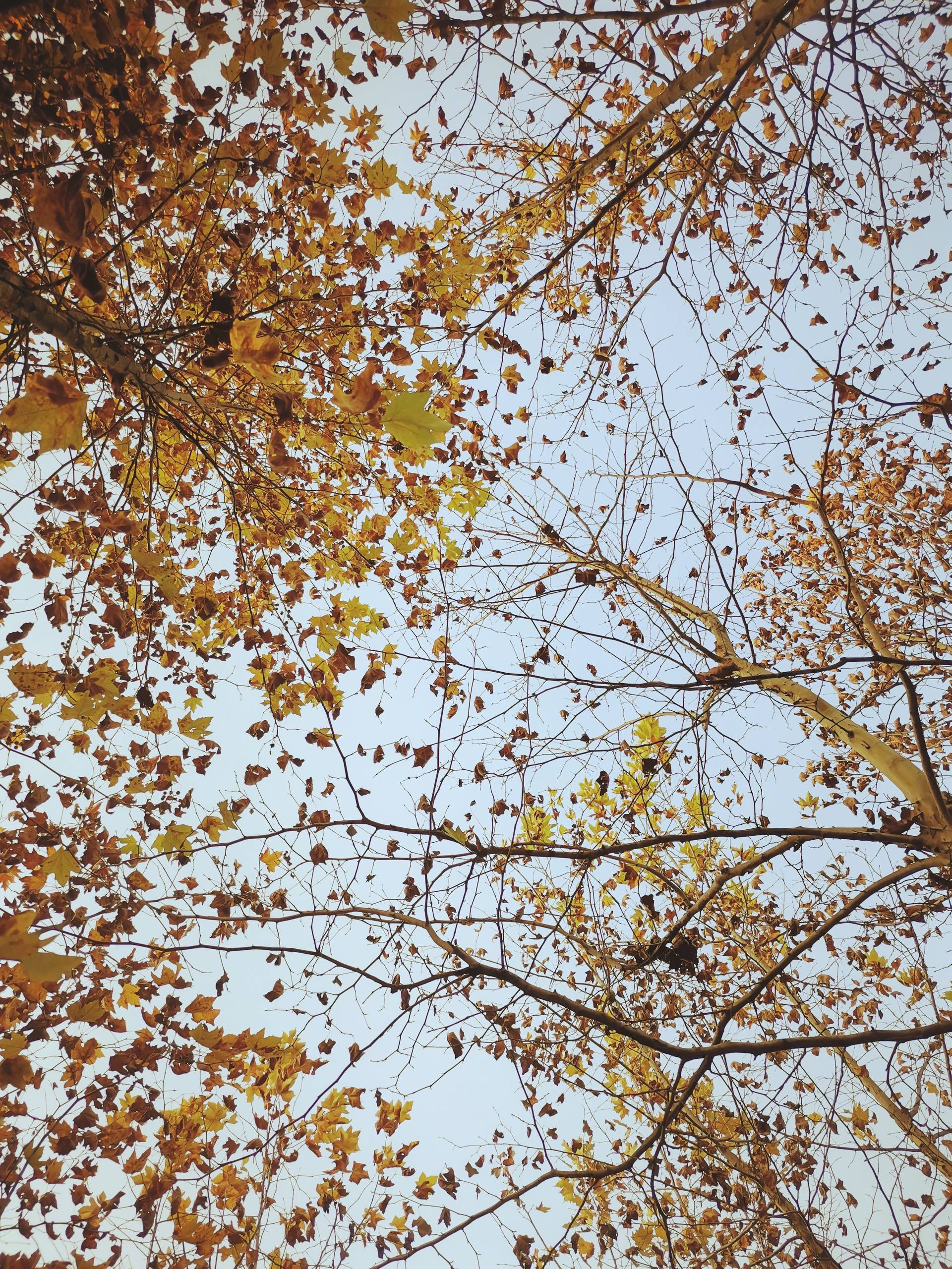 冰百合花朵图片高清壁纸壁纸预览