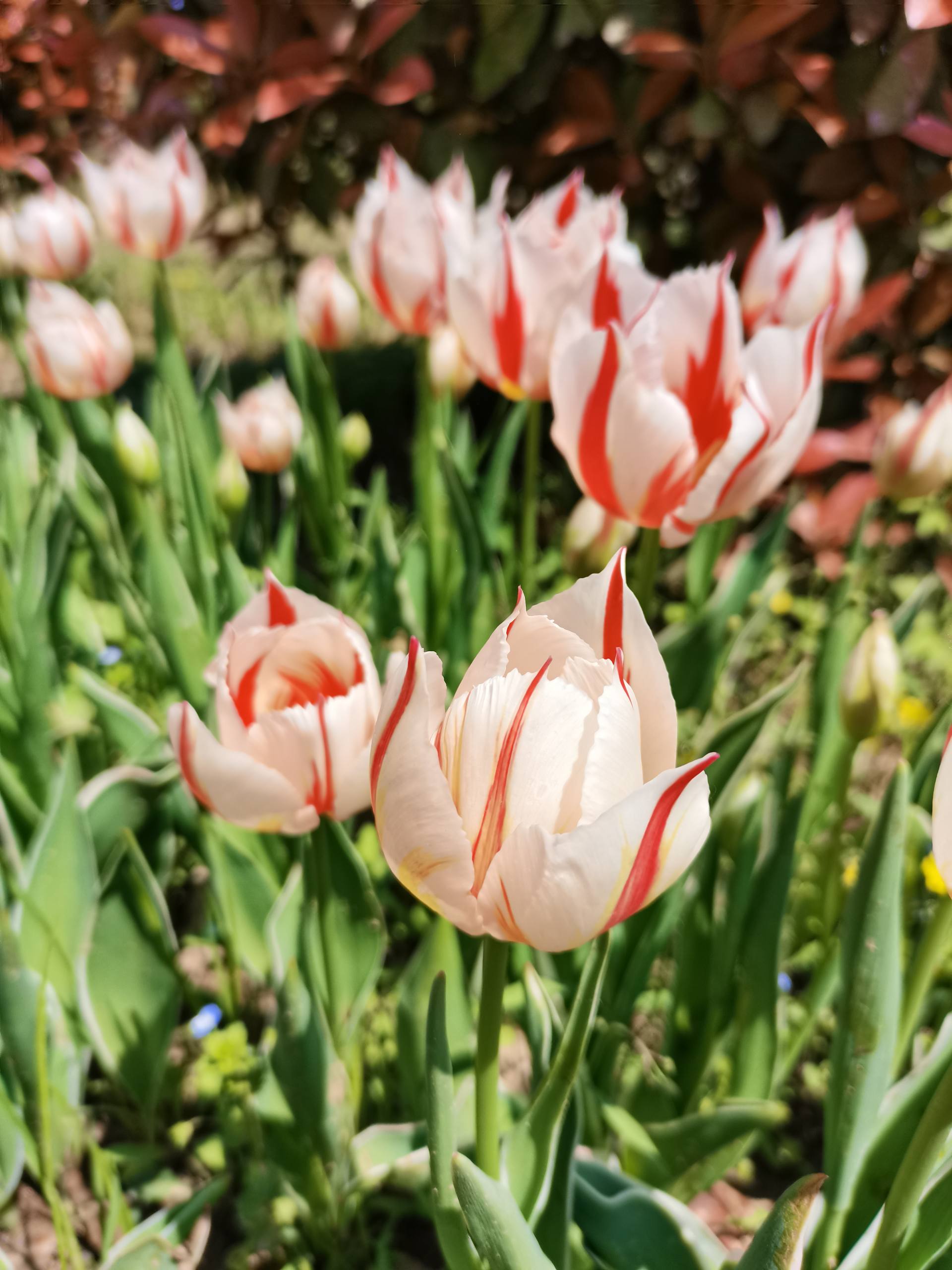 冰面花朵壁纸高清图壁纸预览