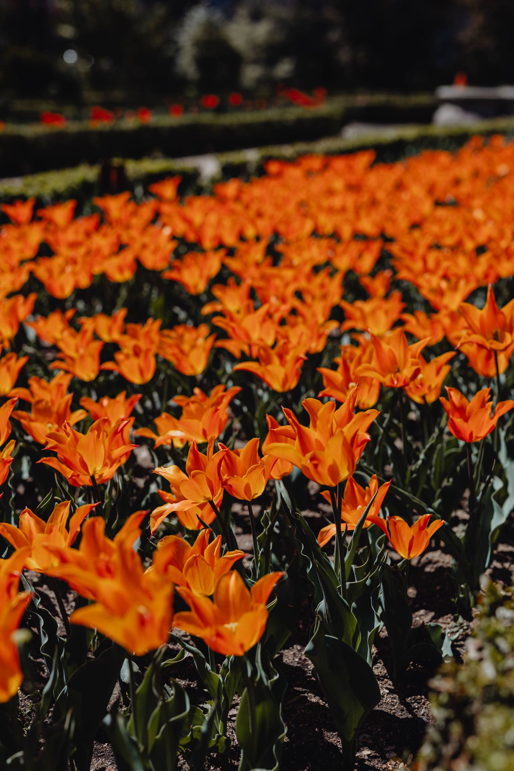 凋零花朵壁纸壁纸预览