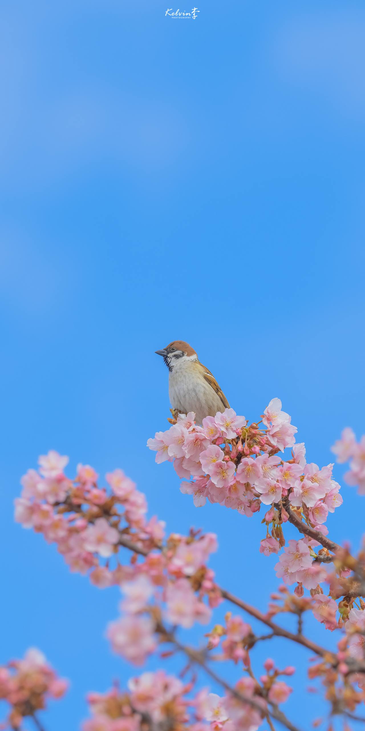 几何花朵壁纸壁纸预览