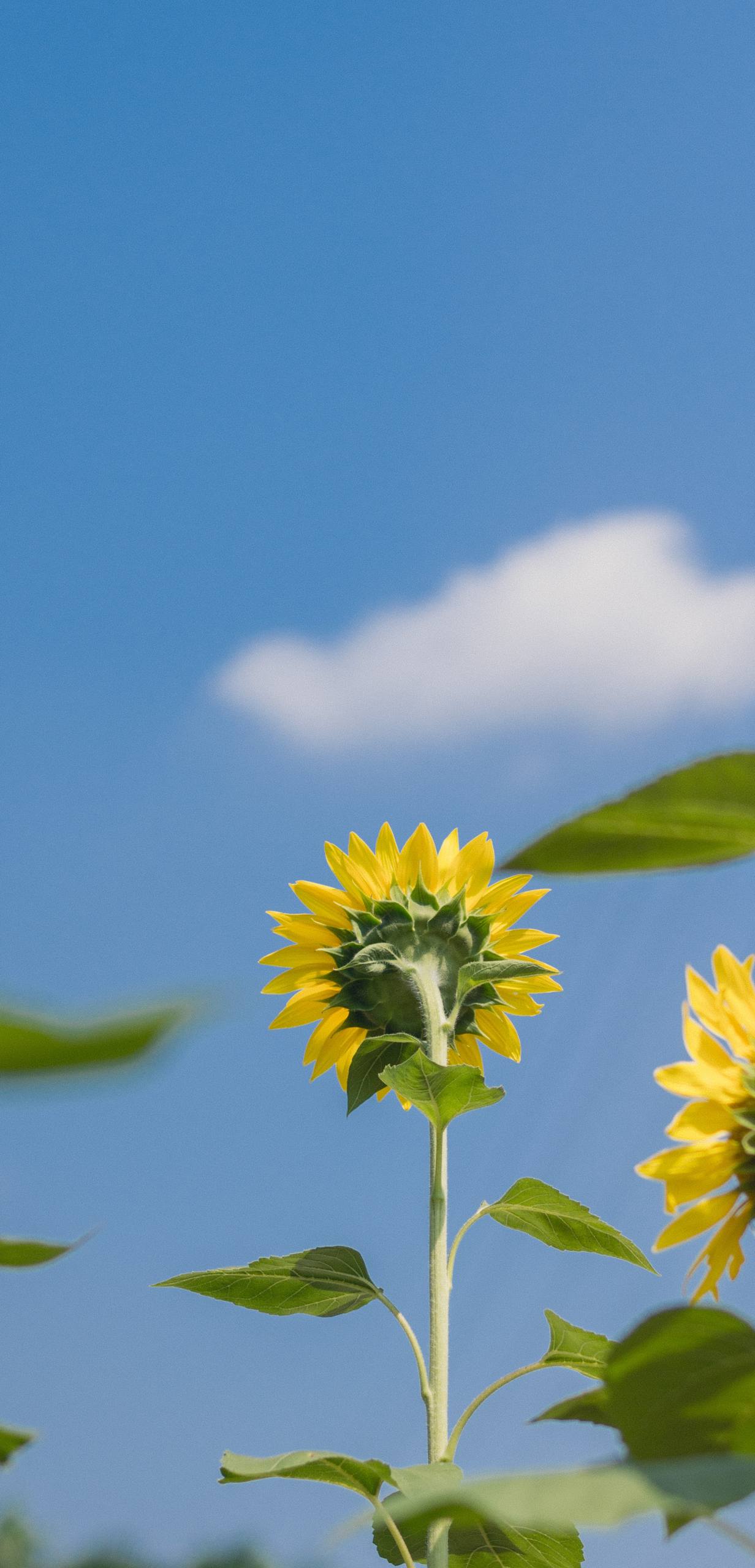 前世的花朵图片高清壁纸壁纸预览