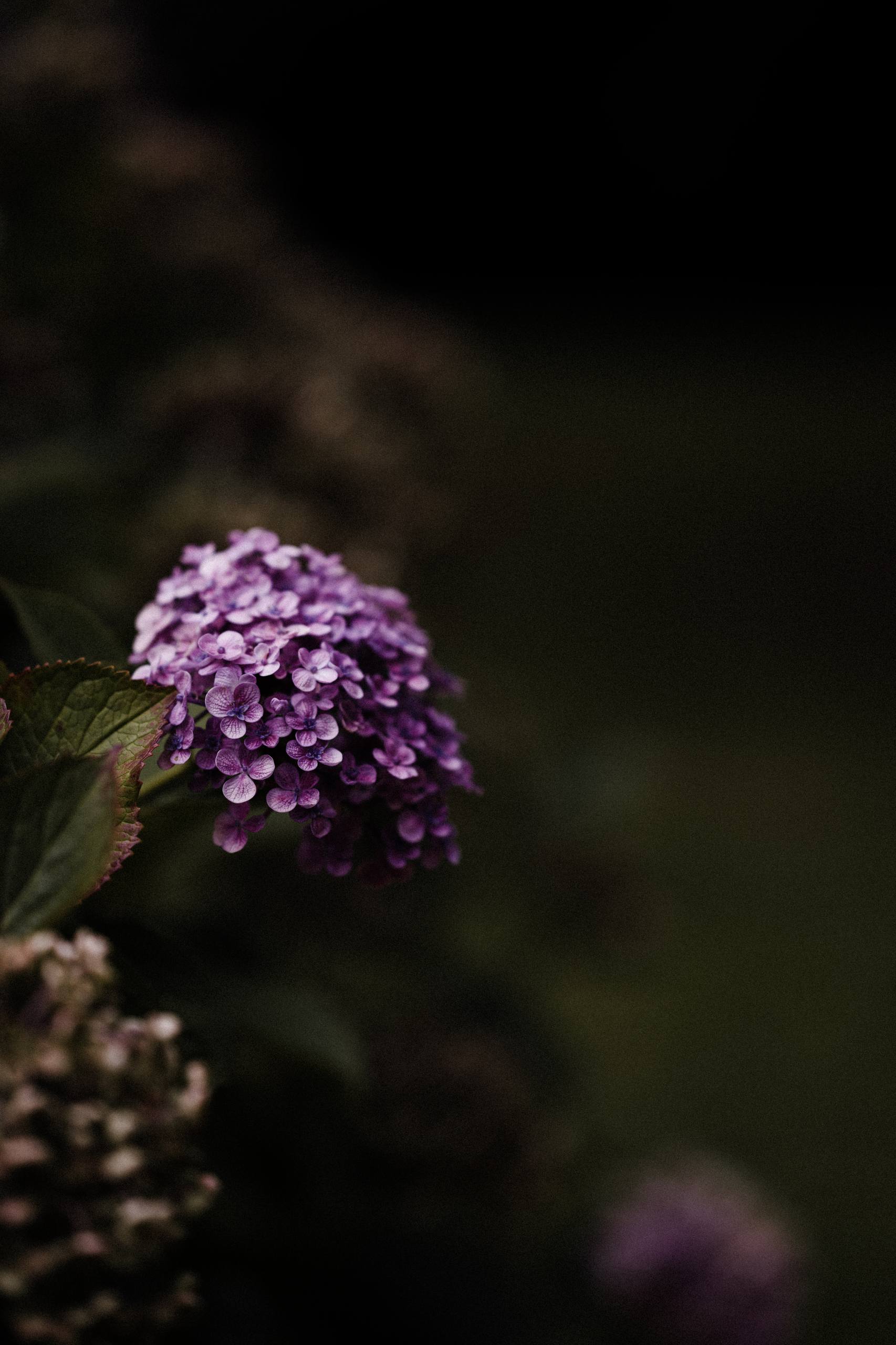 动态壁纸花朵风景全屏壁纸预览
