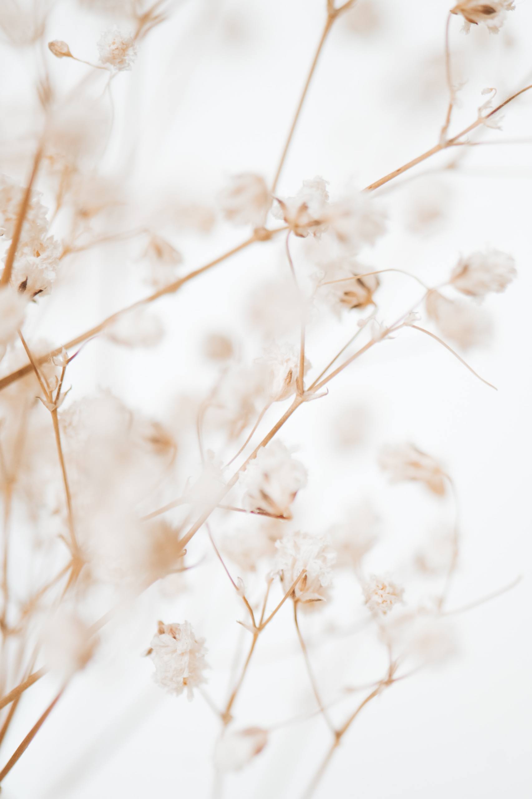 动态壁纸花朵风景月季花壁纸预览