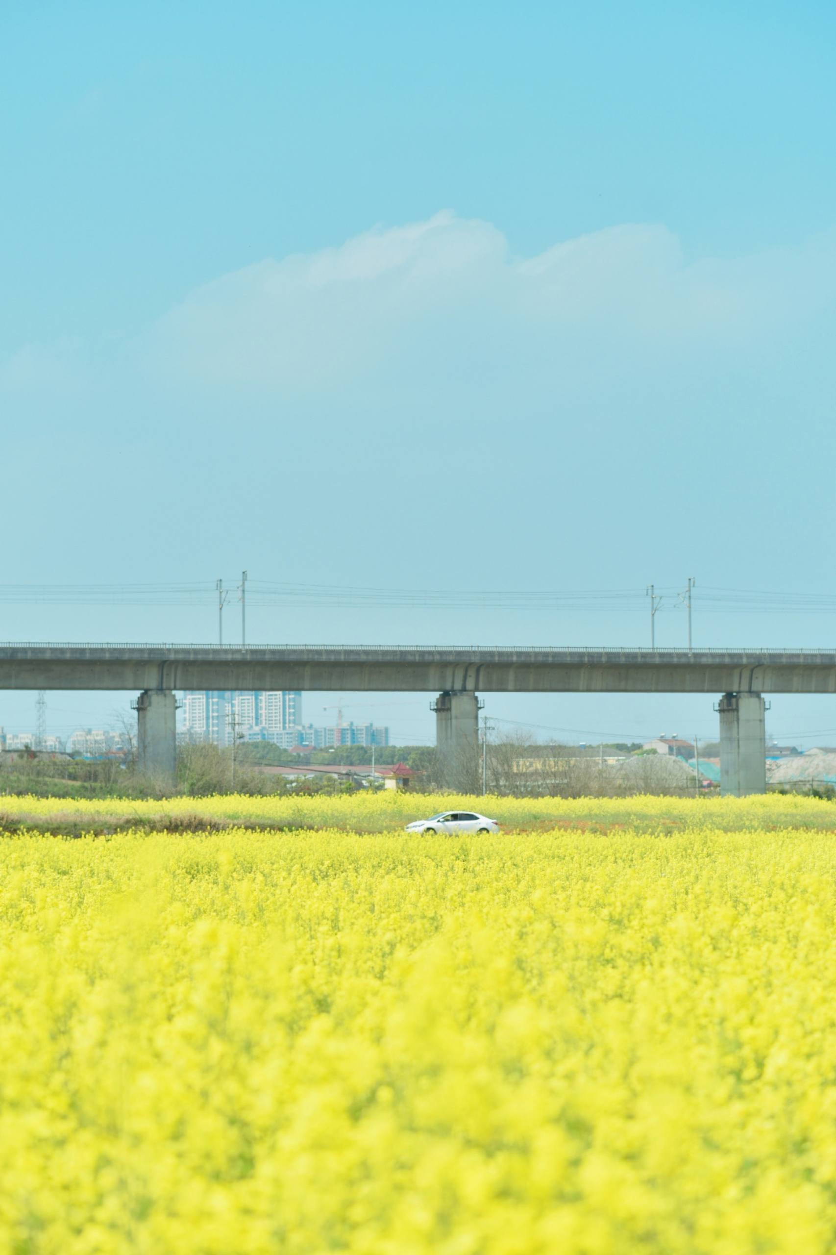 动态壁纸花朵风景绿壁纸预览
