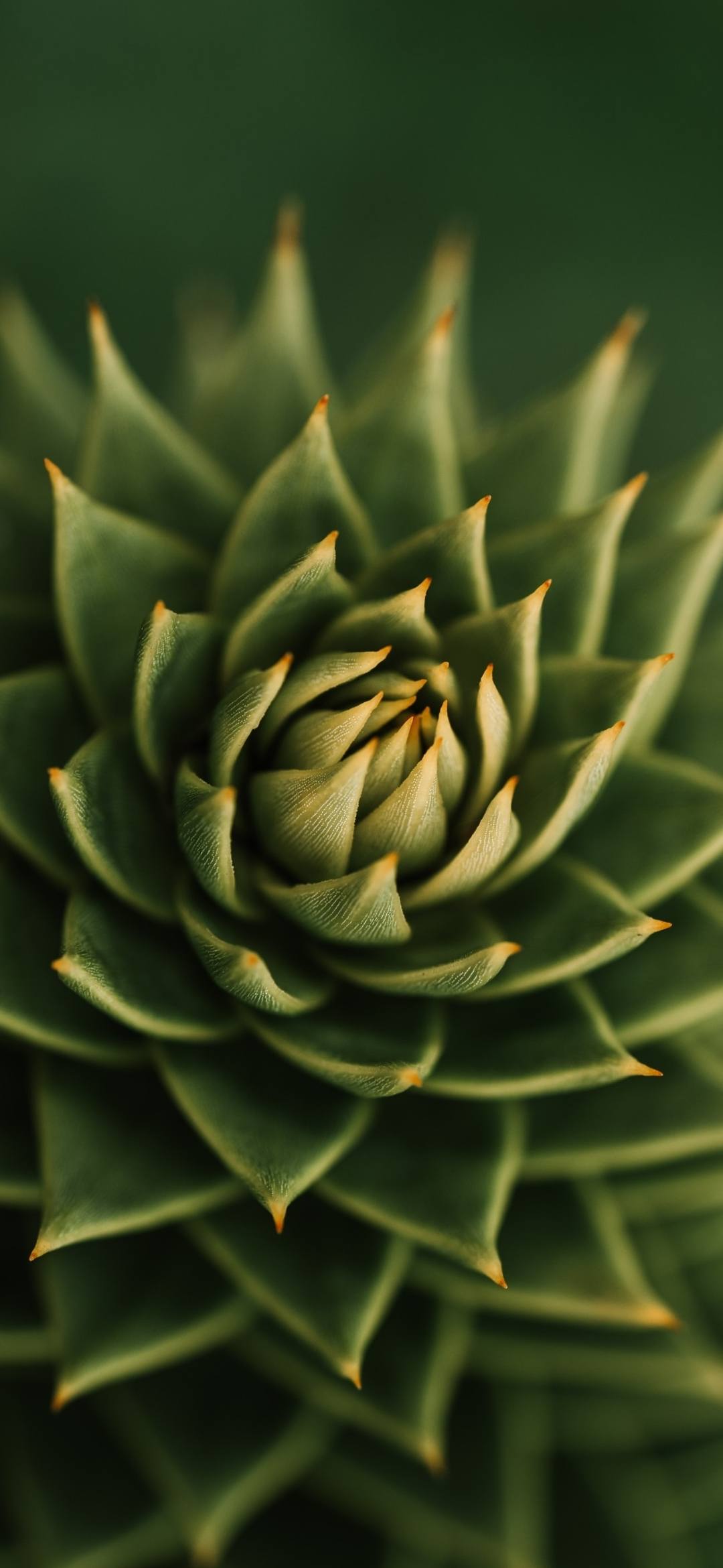 动态横屏花朵壁纸下载壁纸预览