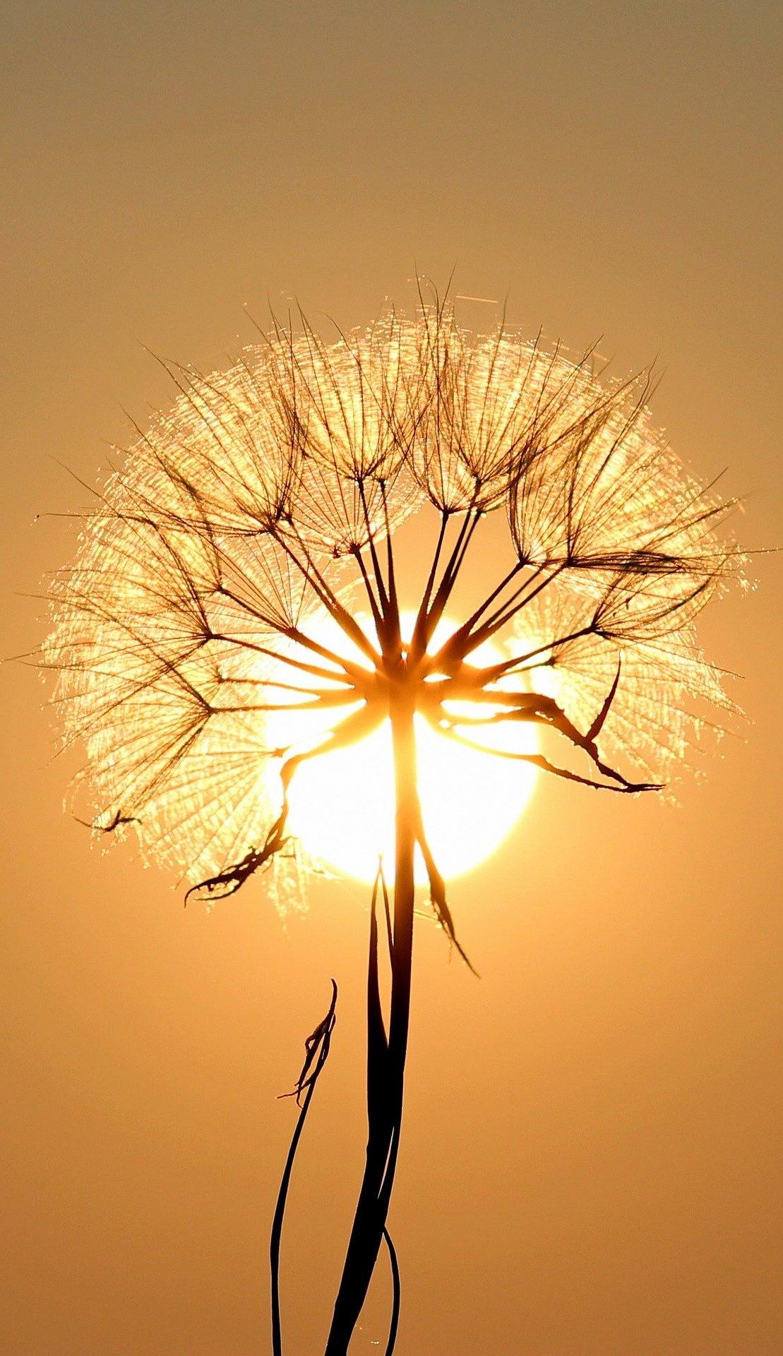 动态花朵壁纸壁纸预览