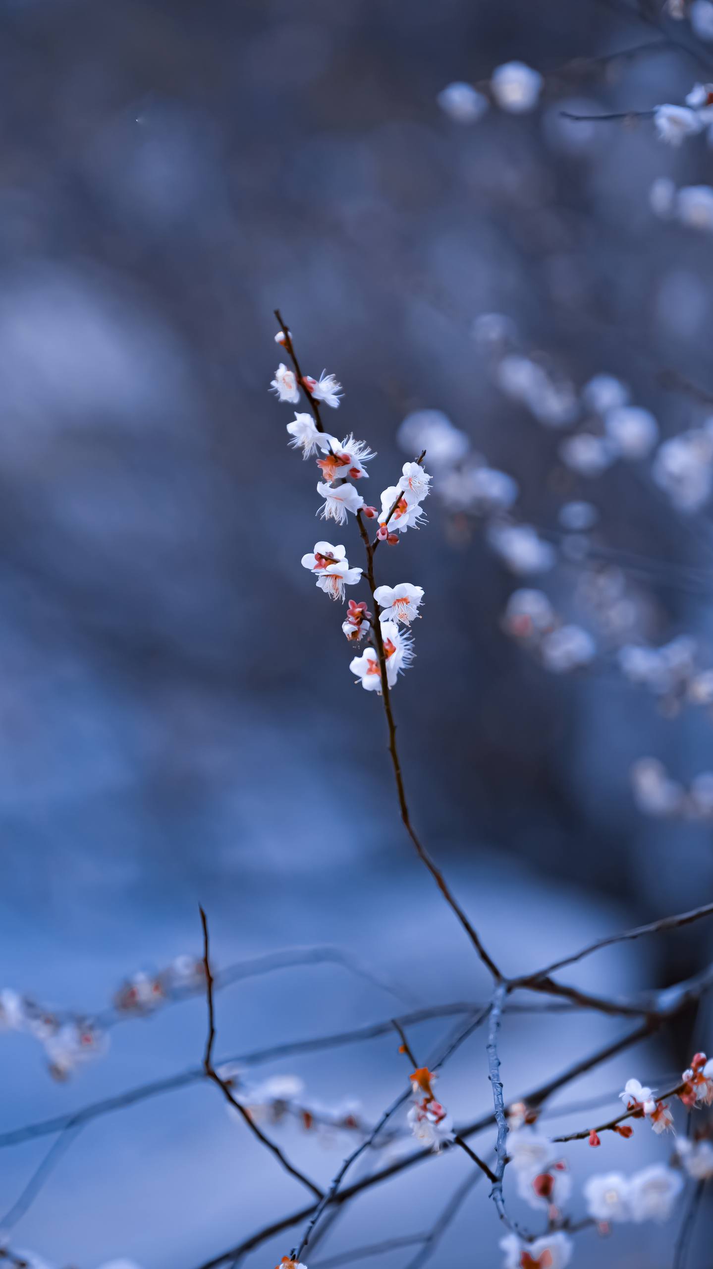 动态花朵风景壁纸图片壁纸预览
