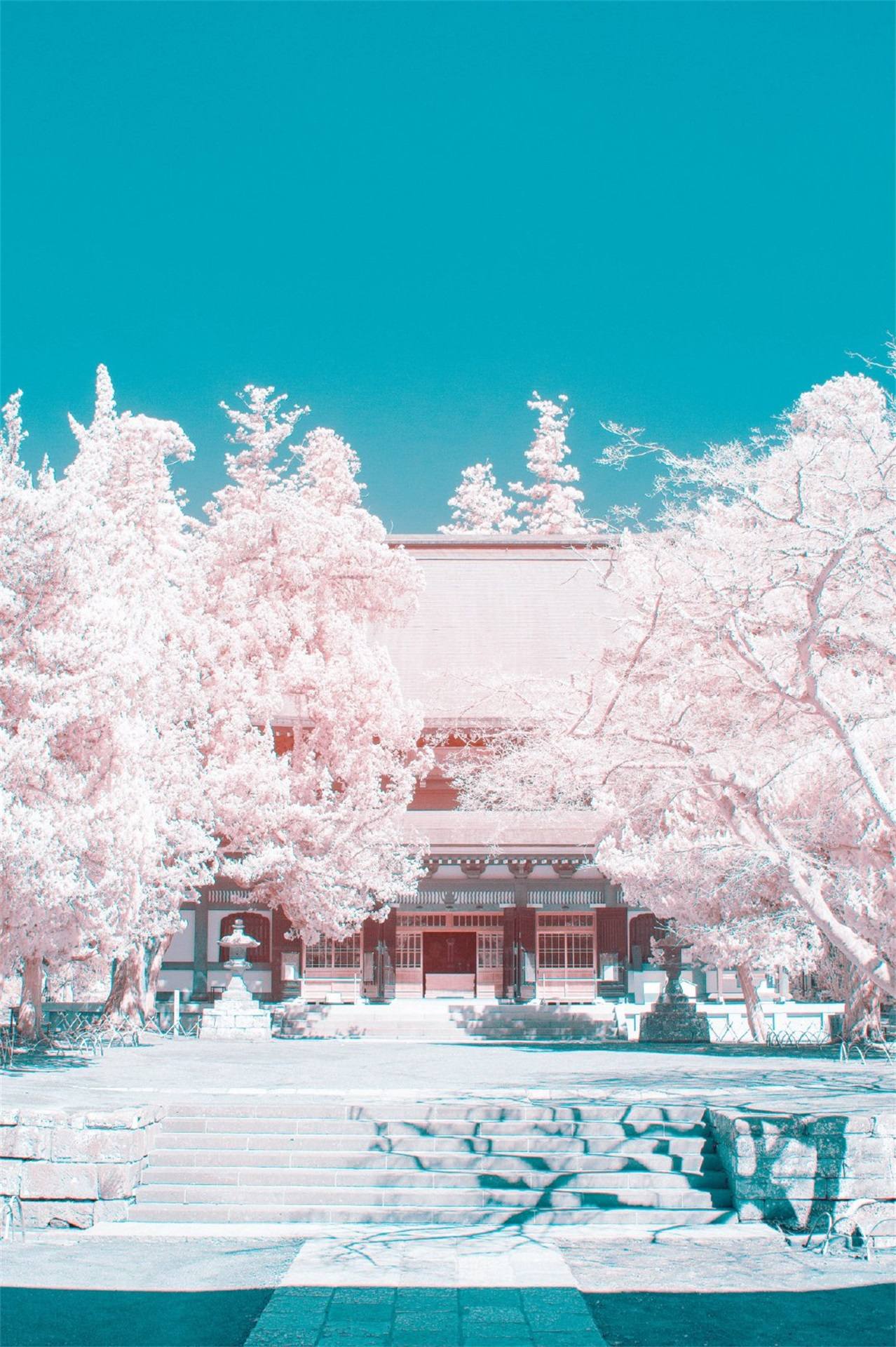 动漫花朵头像壁纸女壁纸预览